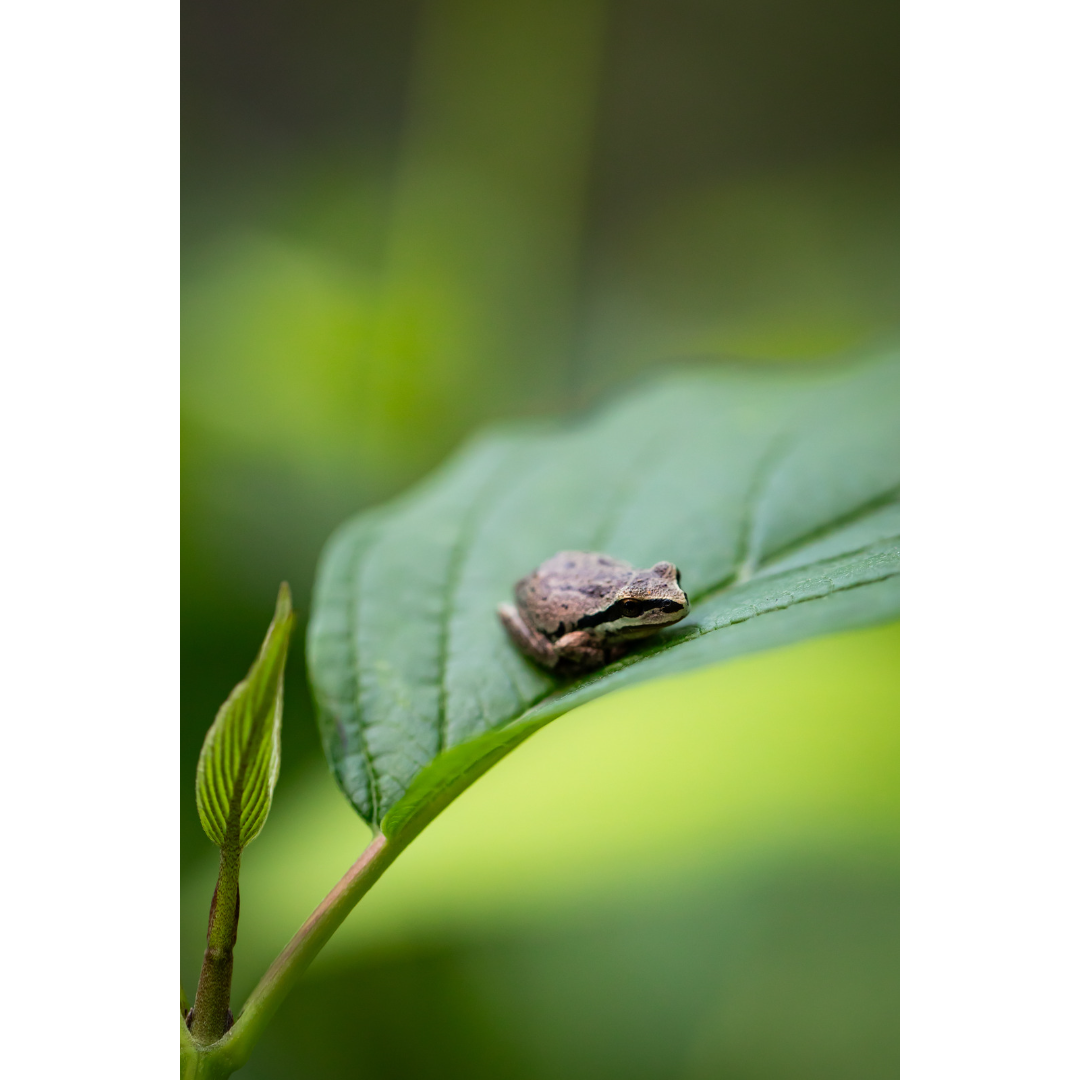 C-99 • "Take Five" 