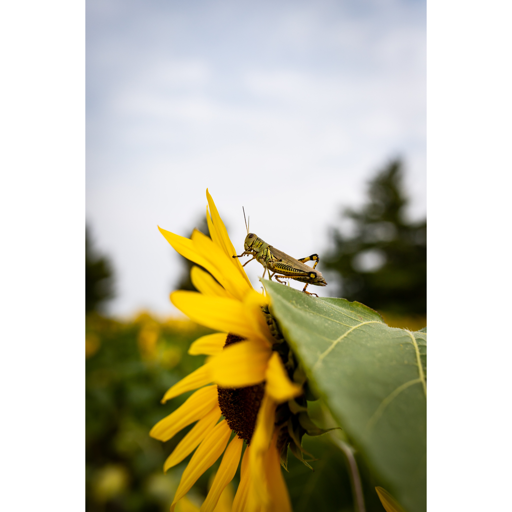 C-30 • "Sunflower Grasshopper" 