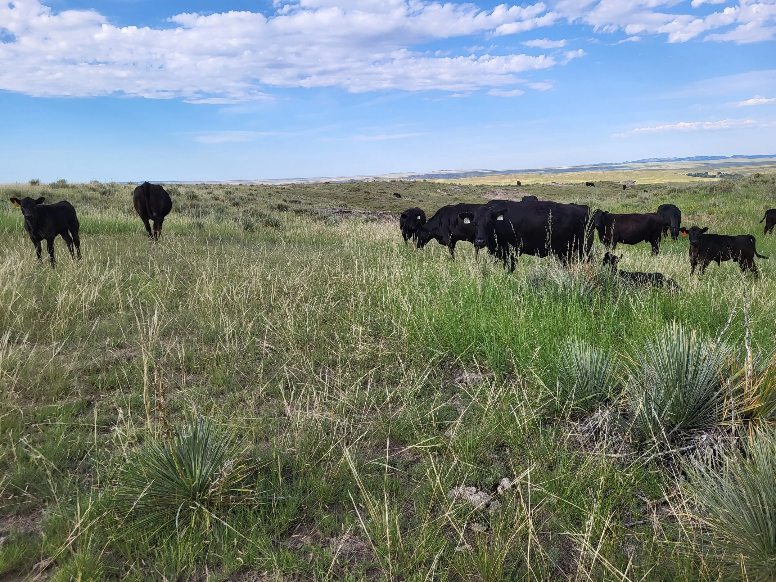 The Land — reGen LLC