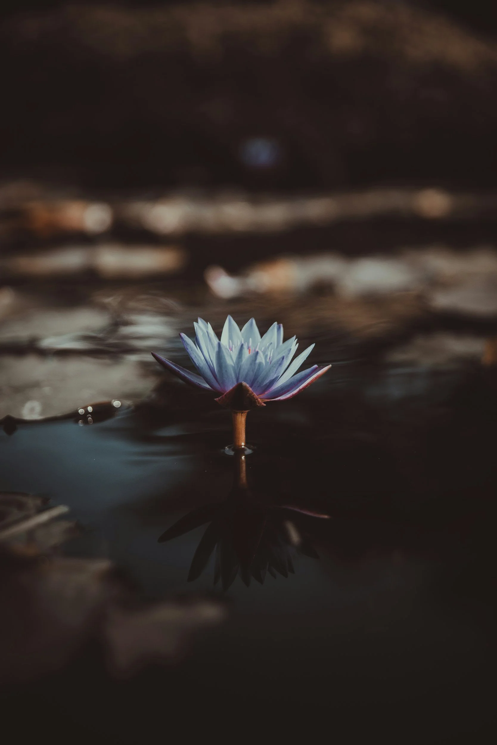 Lotus