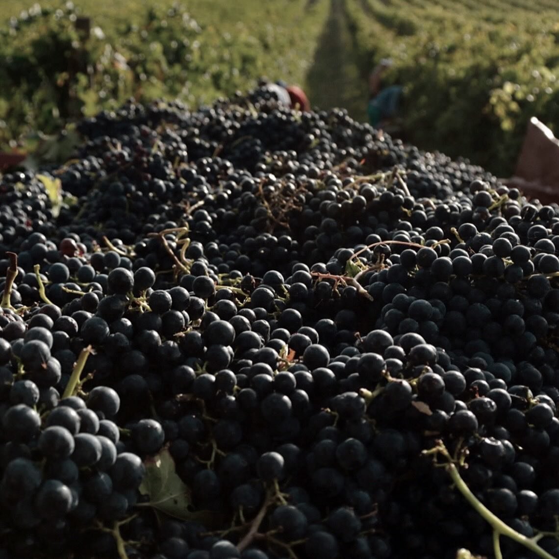Vendemmia 2024 
Harvest 2024 

#dorsalewines #dorsaleprosecco

#italianwine

#wine #proseccodocg #montello

#sommelier #winery #vino #winetasting #cantina #wines
#spumante
#vinitaly #treviso #valdobbiadene #wedding
#prosecco #docg
#aisveneto 
#design