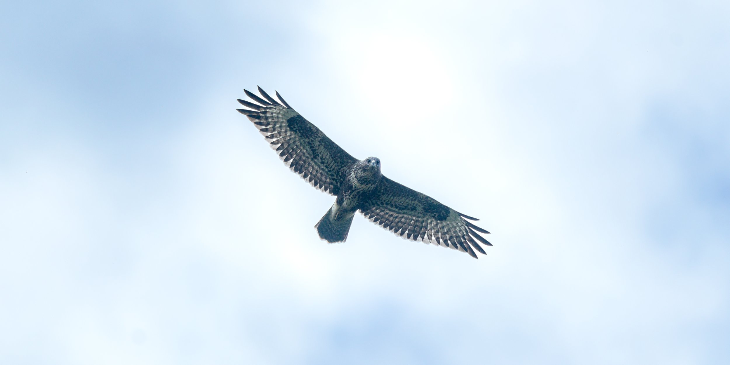 Wildlife 1.jpg