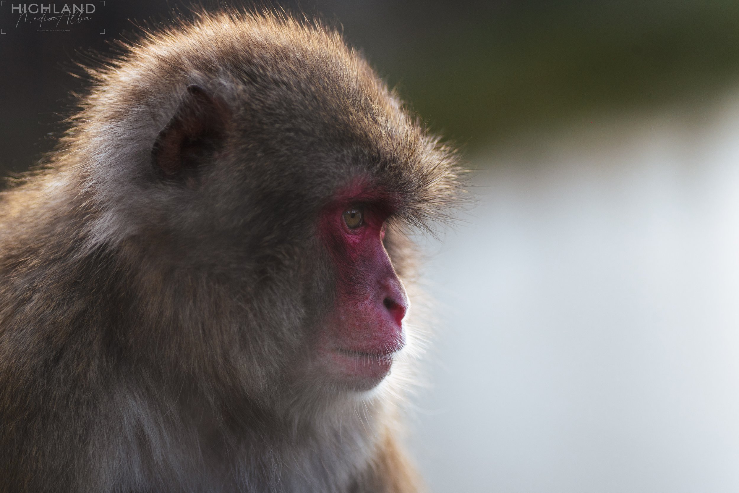 Wildlife-18.jpg