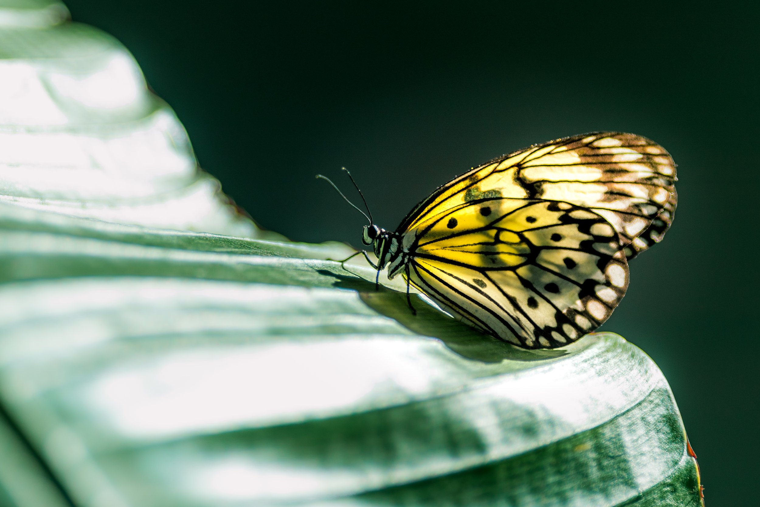 Wildlife-19.jpg