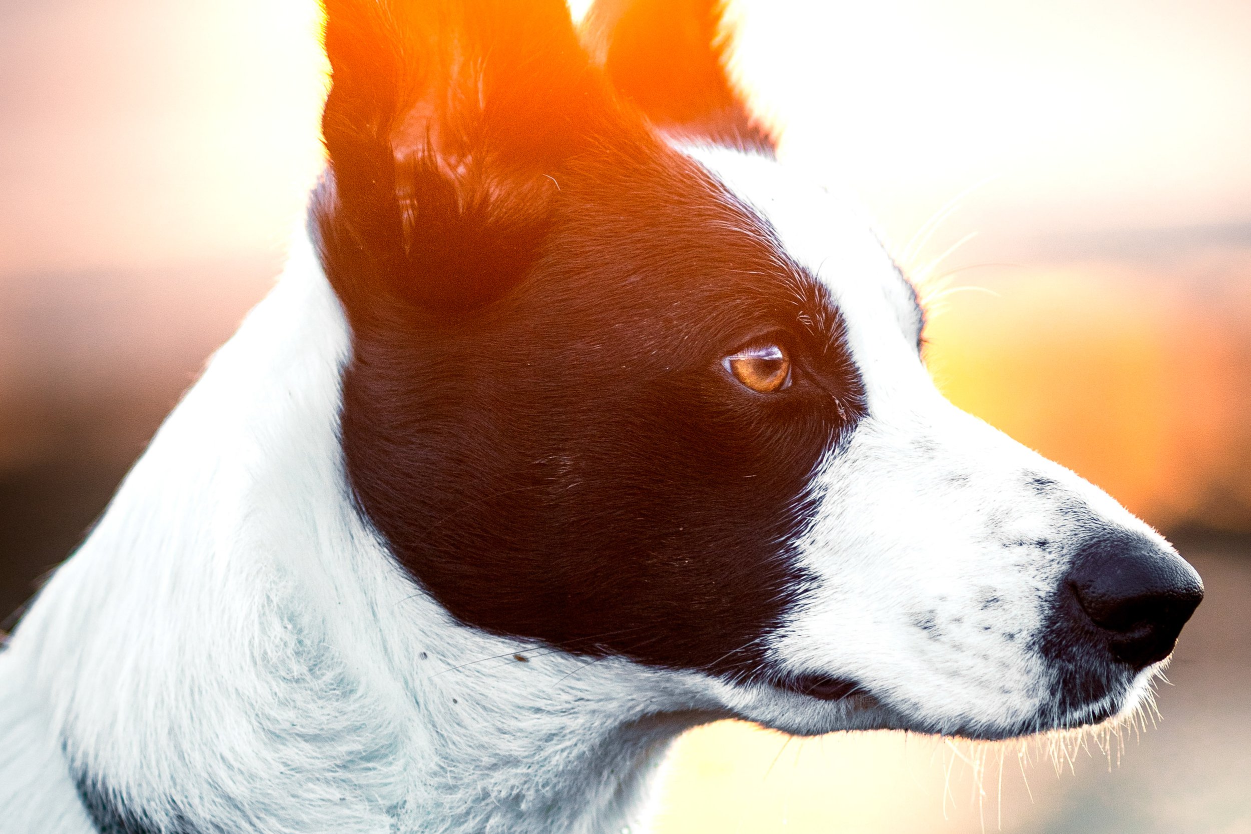 Pets-13.jpg