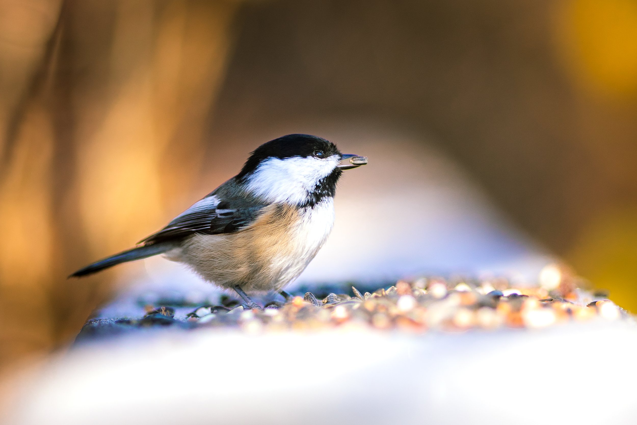 Wildlife-9.jpg