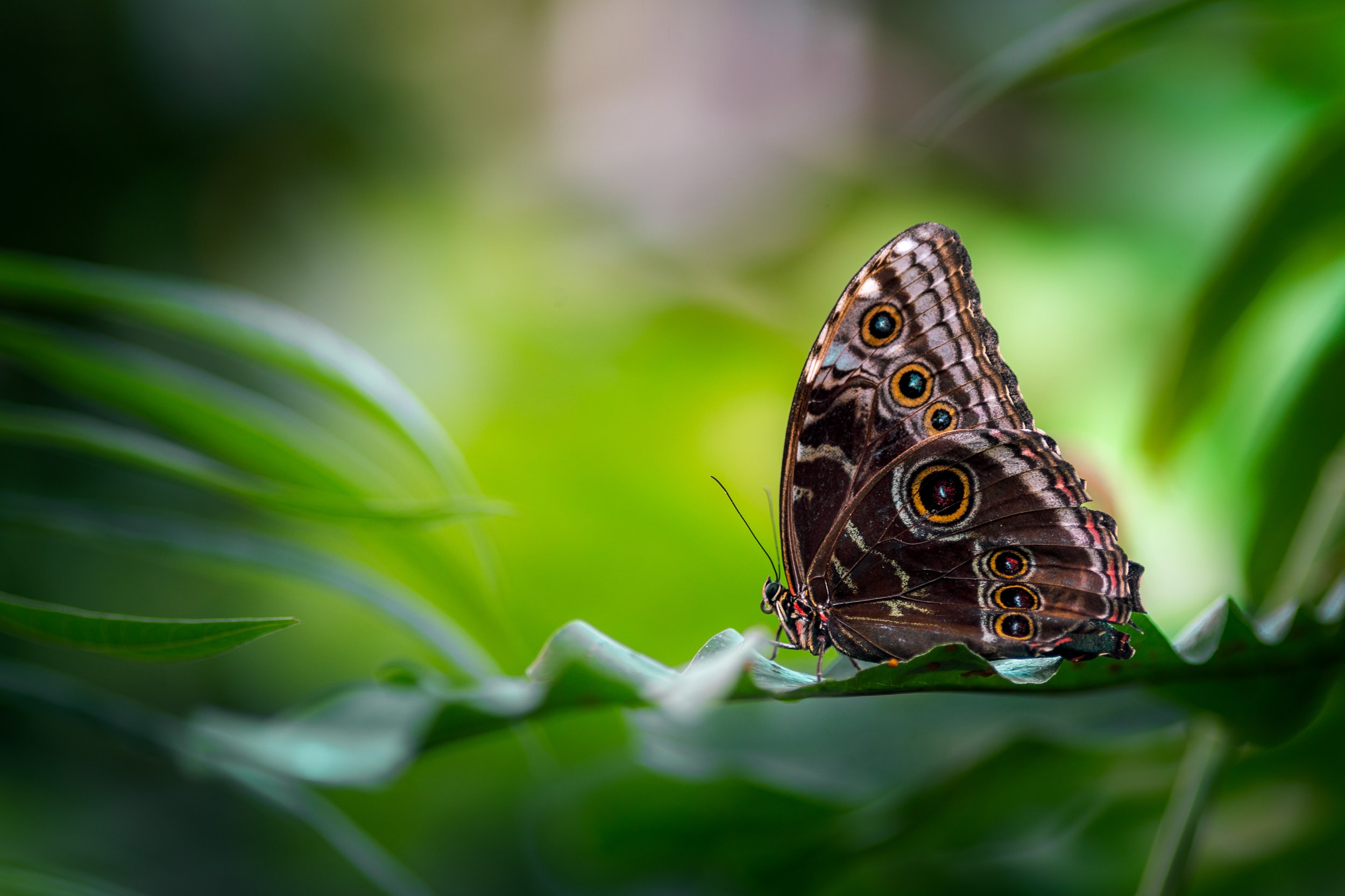Wildlife-11.jpg