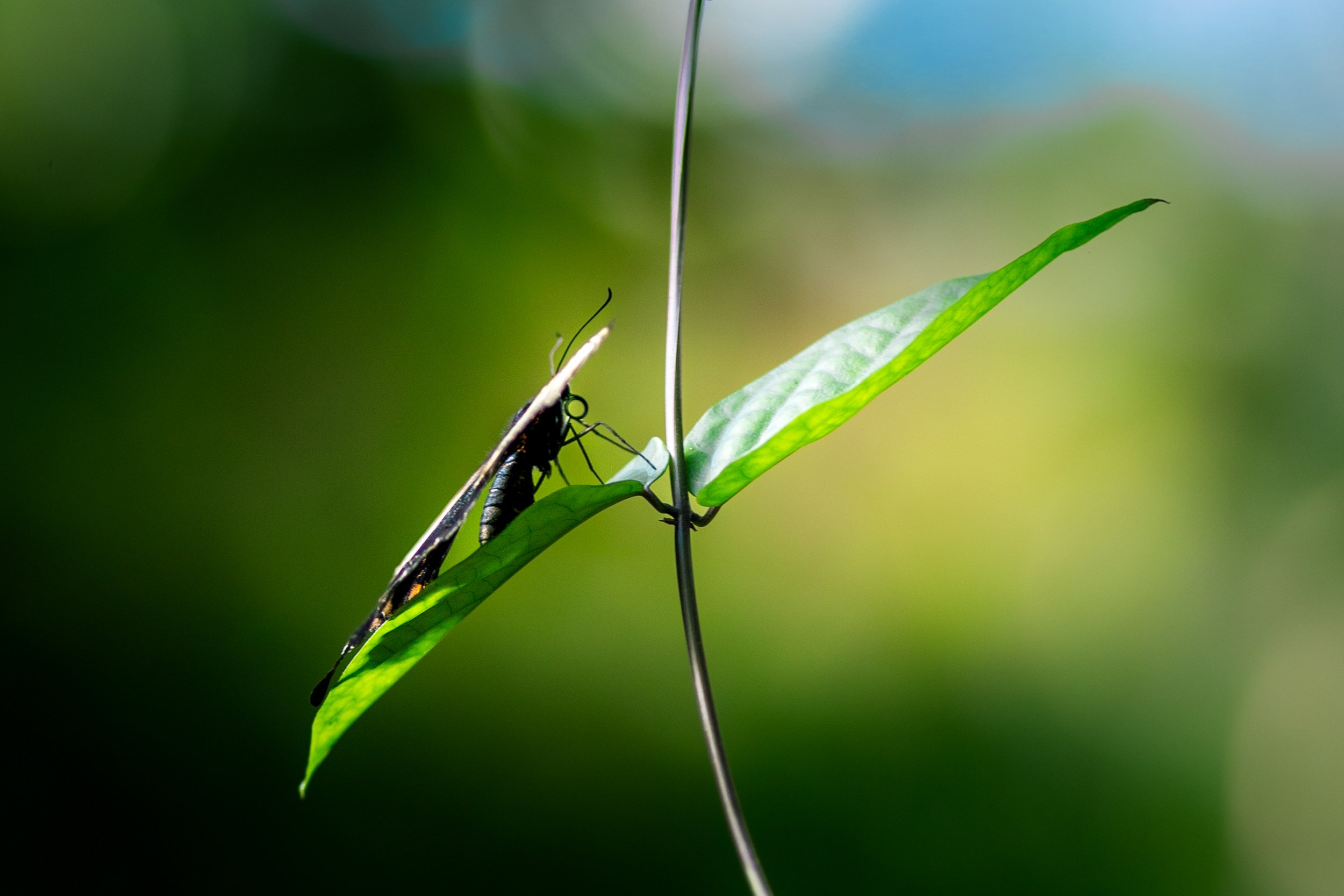 Wildlife-18.jpg