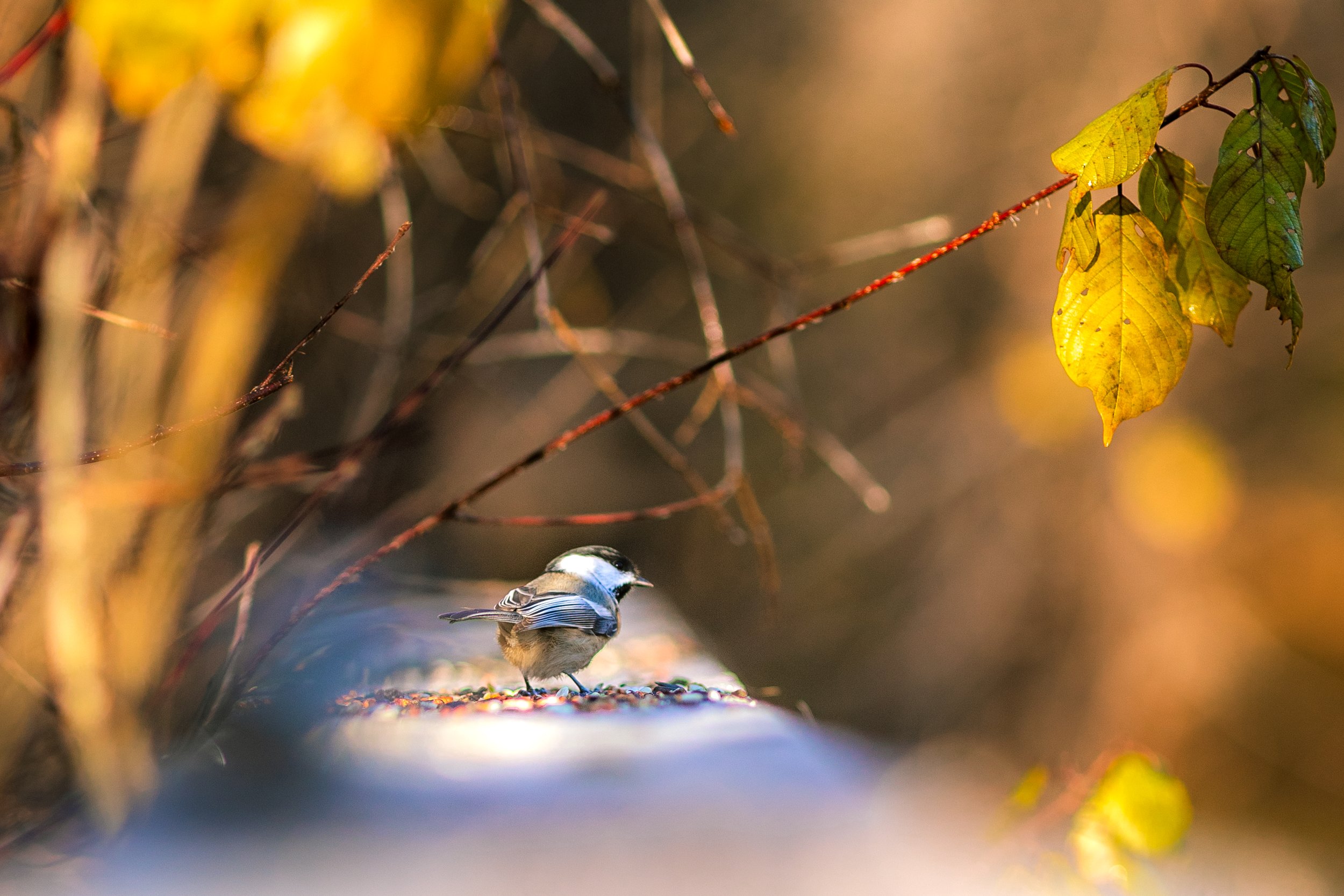 Wildlife-13.jpg