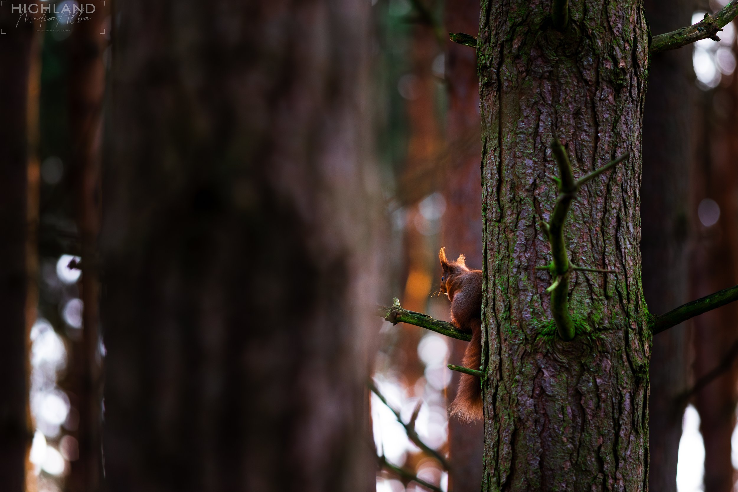 Wildlife-60.jpg