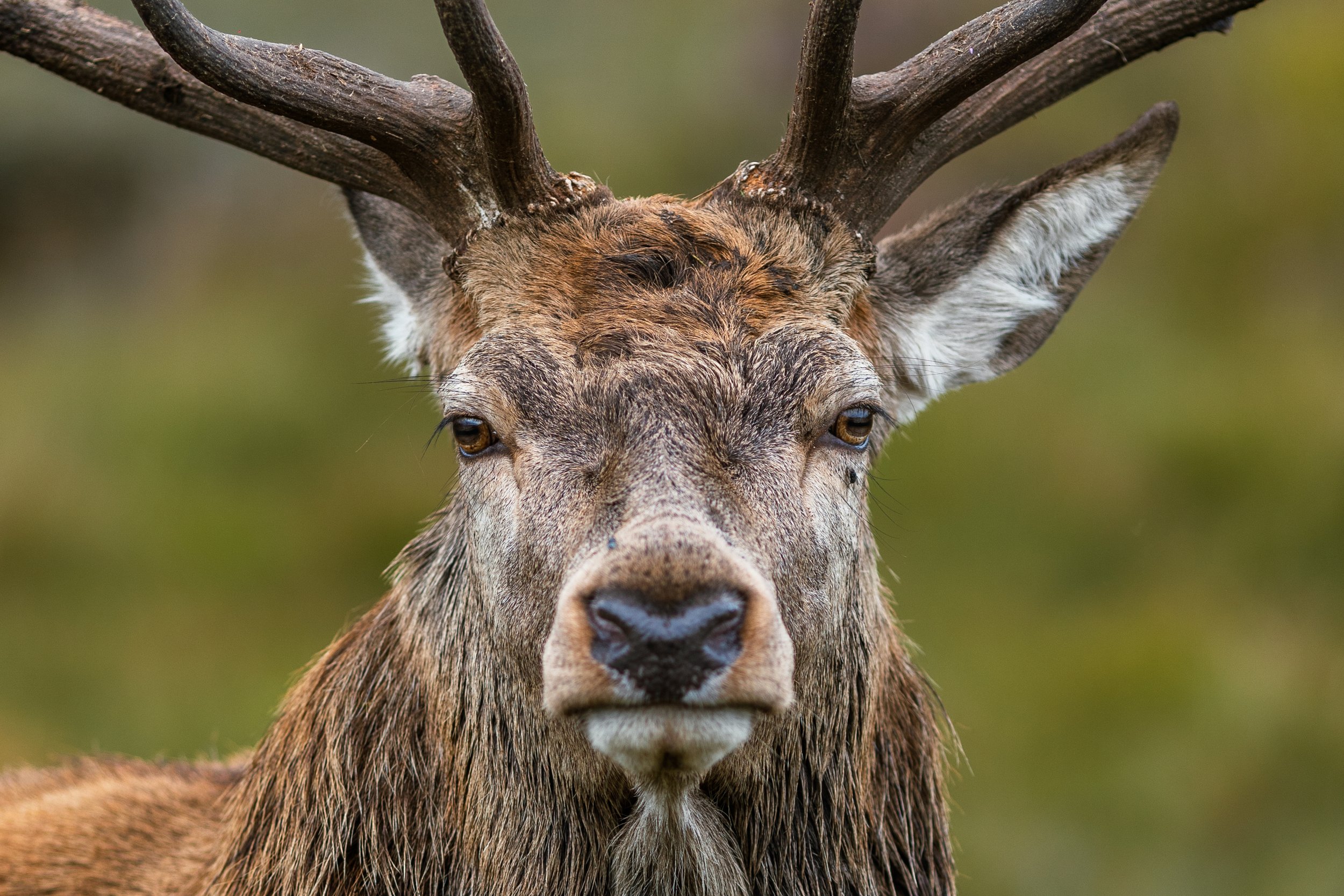 Wildlife-2-2.jpg