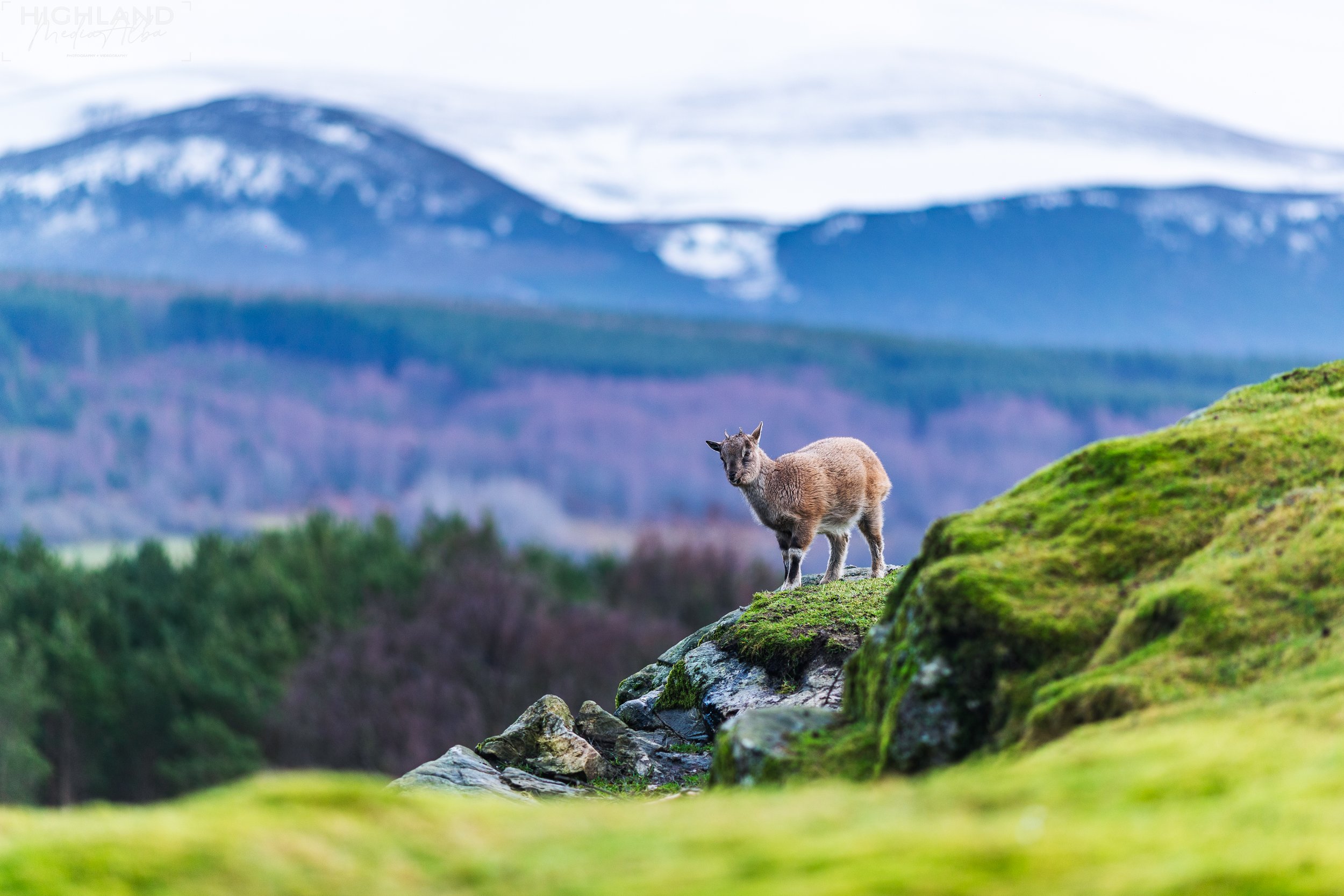Wildlife-34.jpg