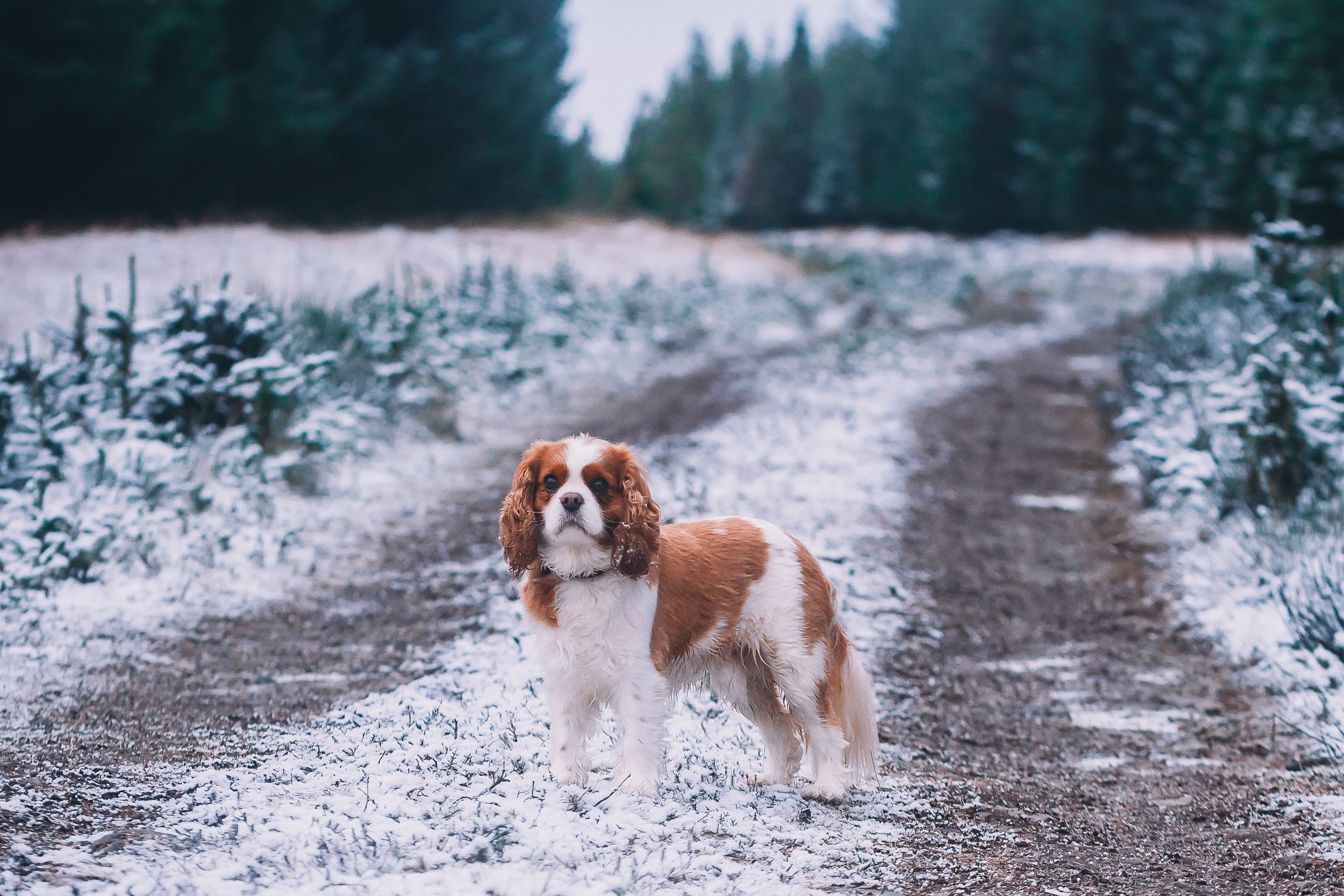 pet-2.jpg