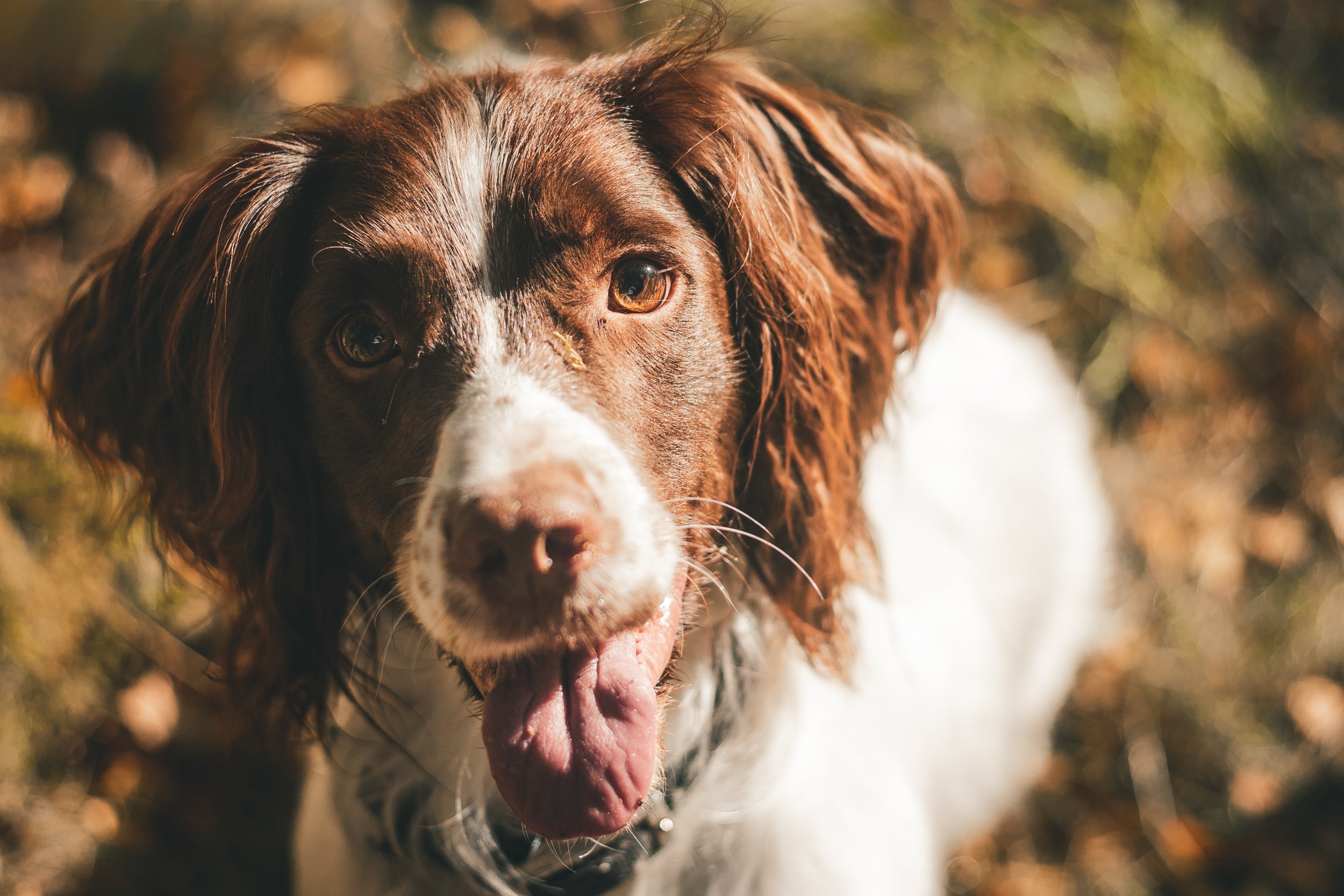 Pets-17.jpg
