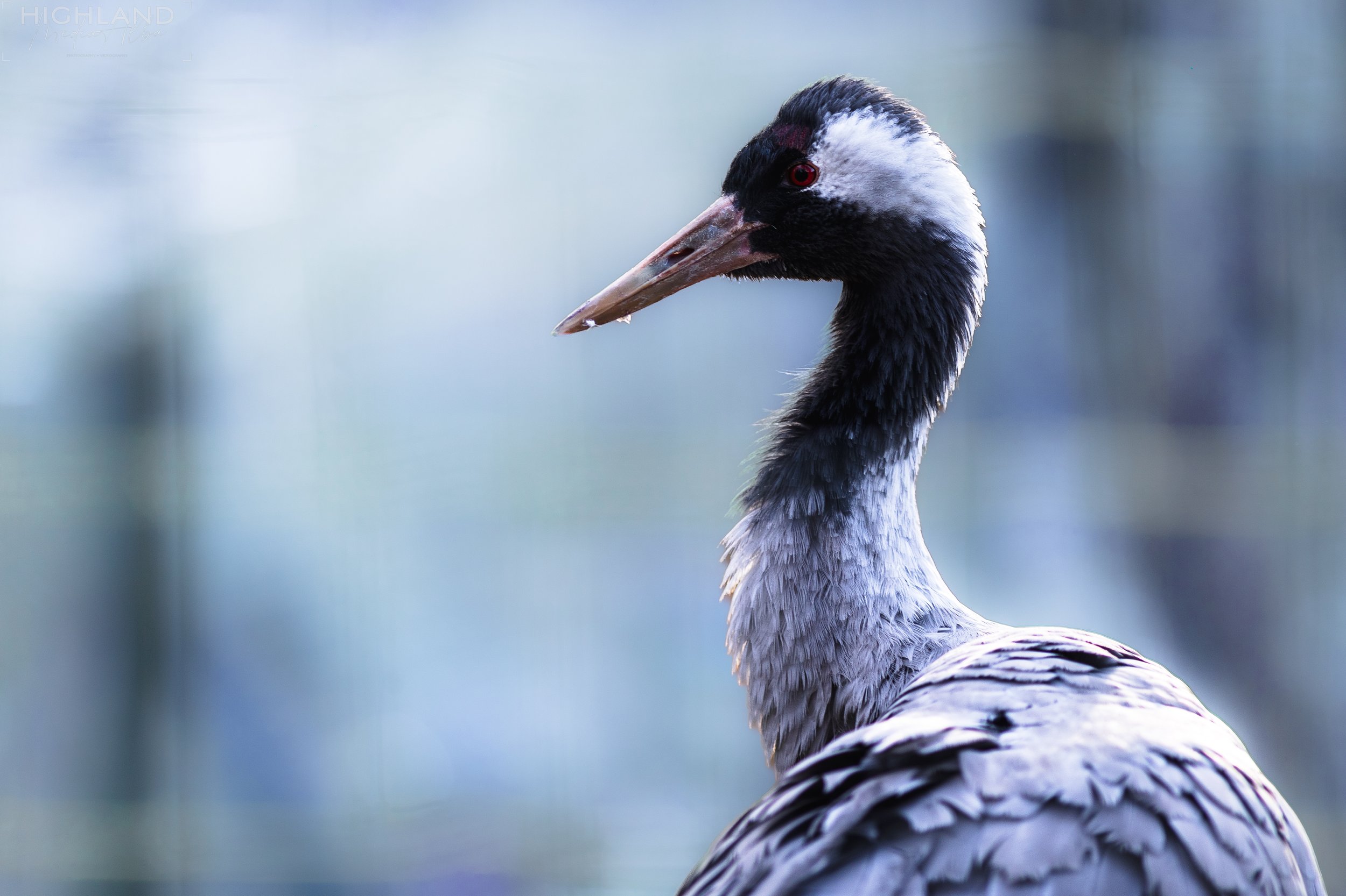 Wildlife-20.jpg