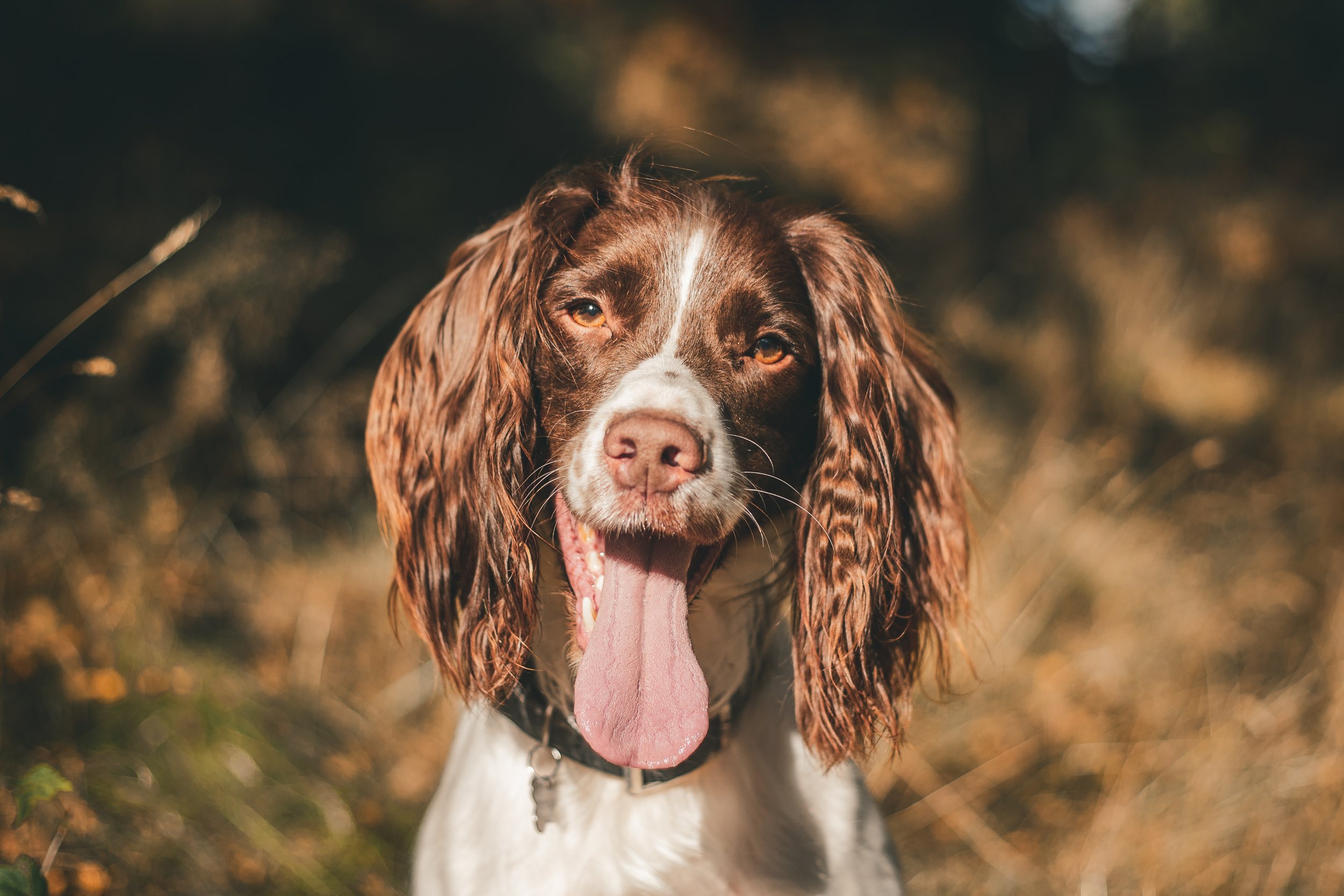 Pets-16.jpg
