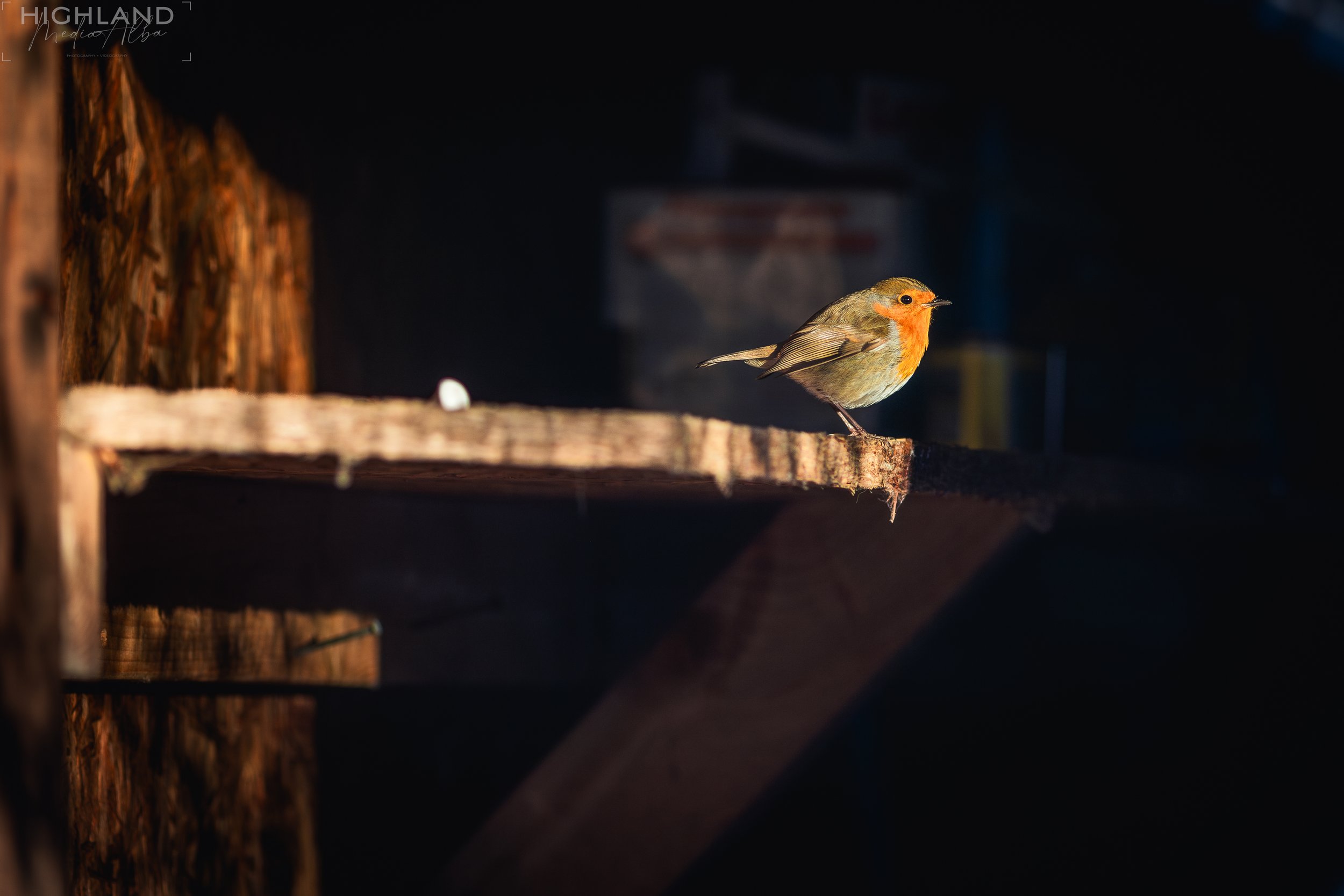 Bird-4.jpg
