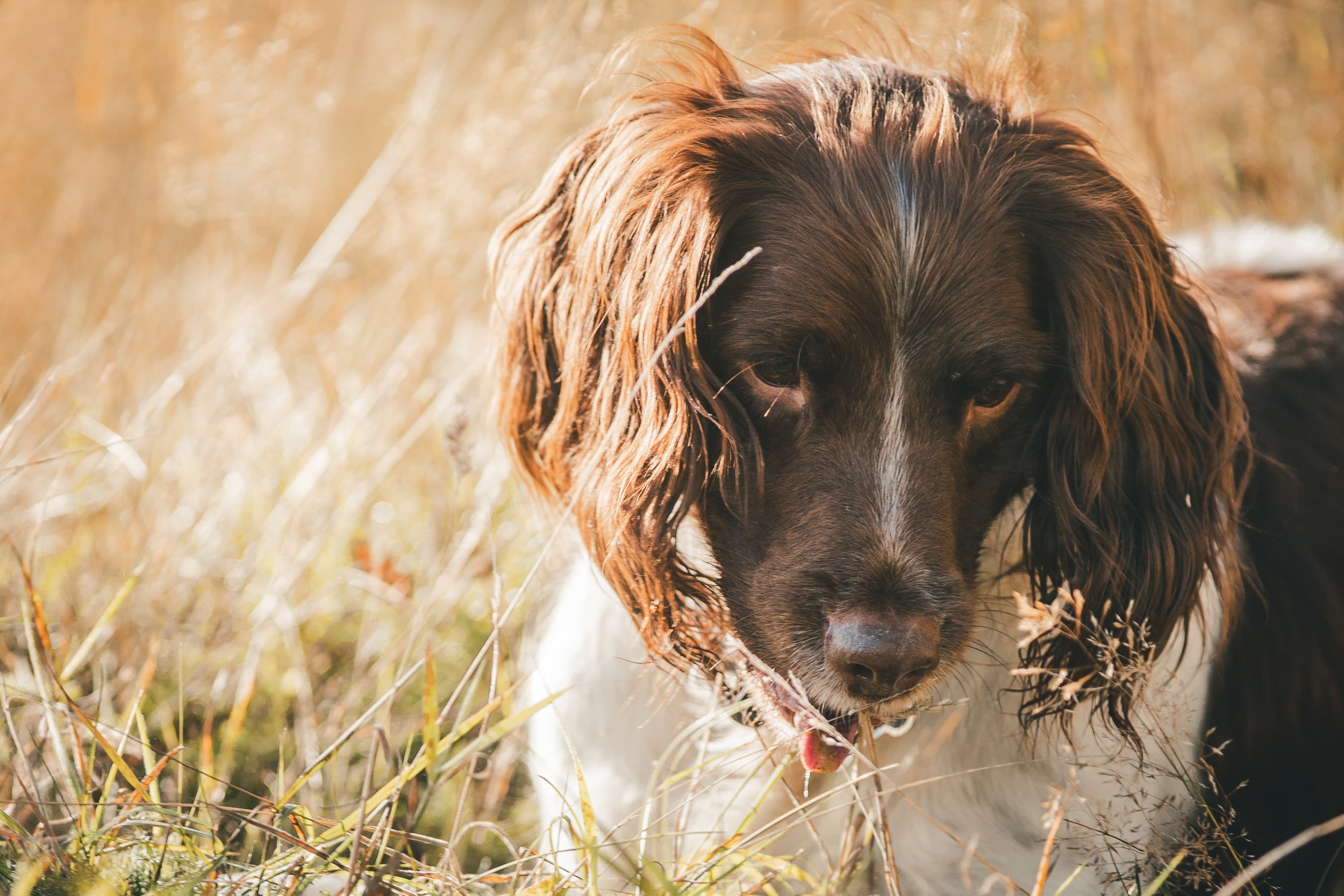Pets-15.jpg