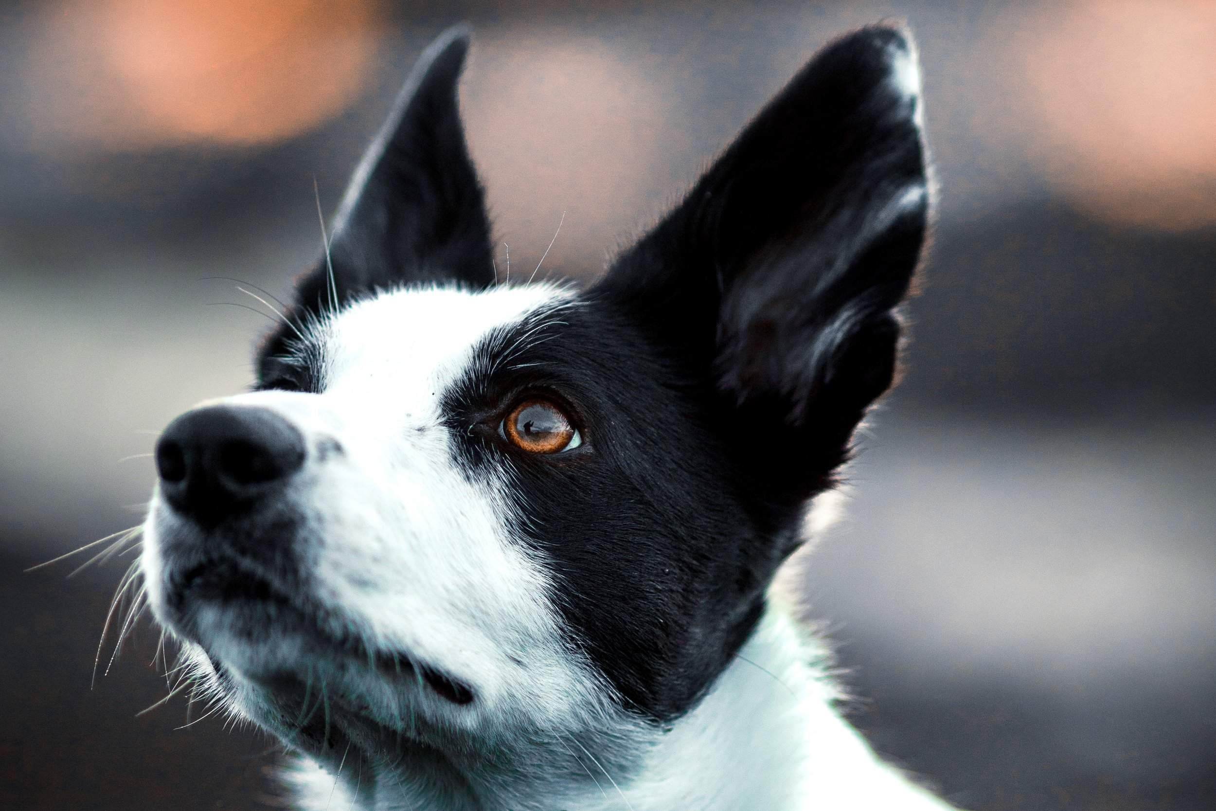 Pets-09.jpg