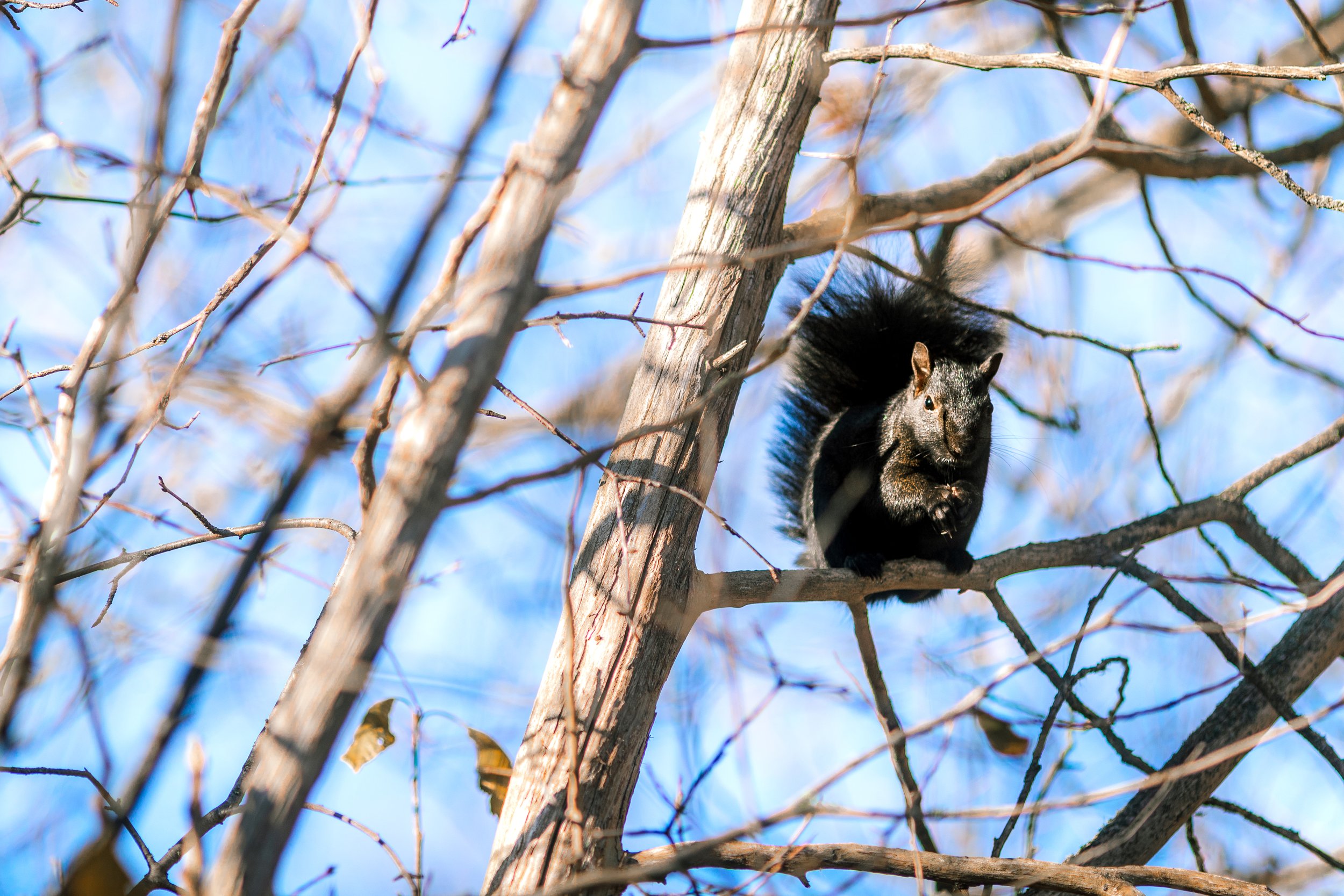 Wildlife-8.jpg