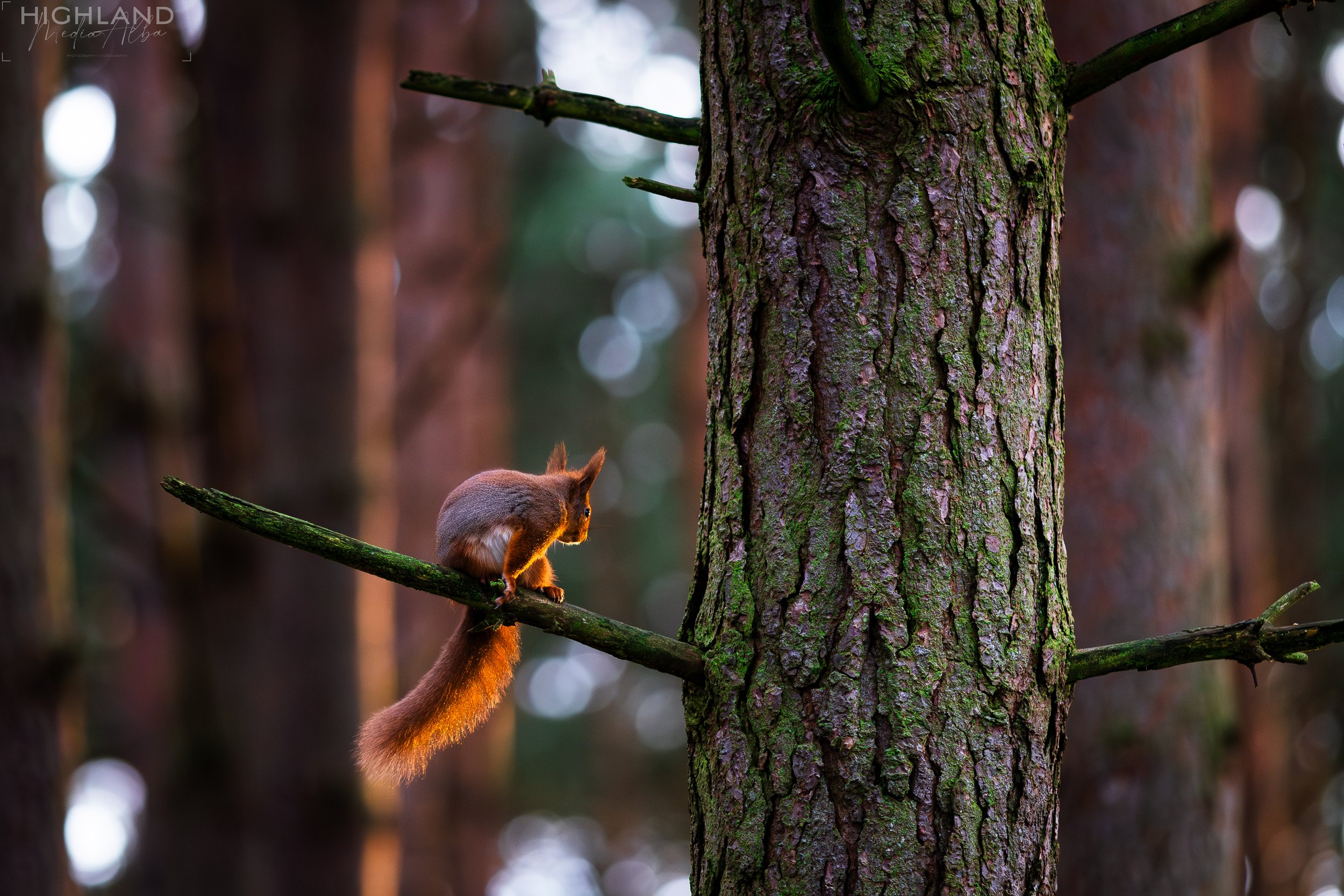 Wildlife-61.jpg