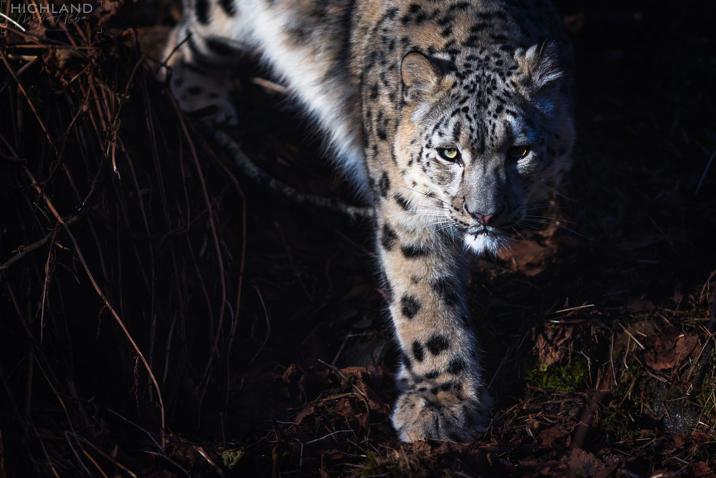 Wildlife-3.jpg