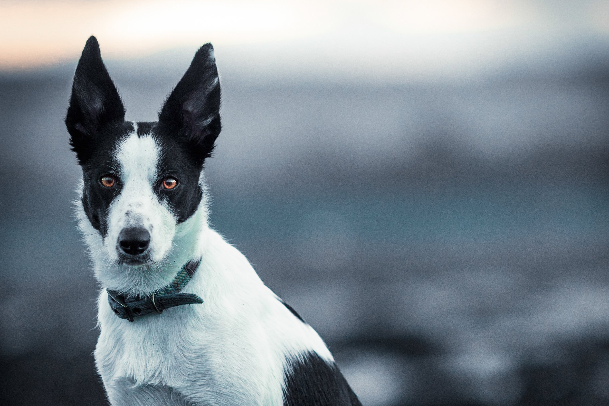 Pets-10.jpg
