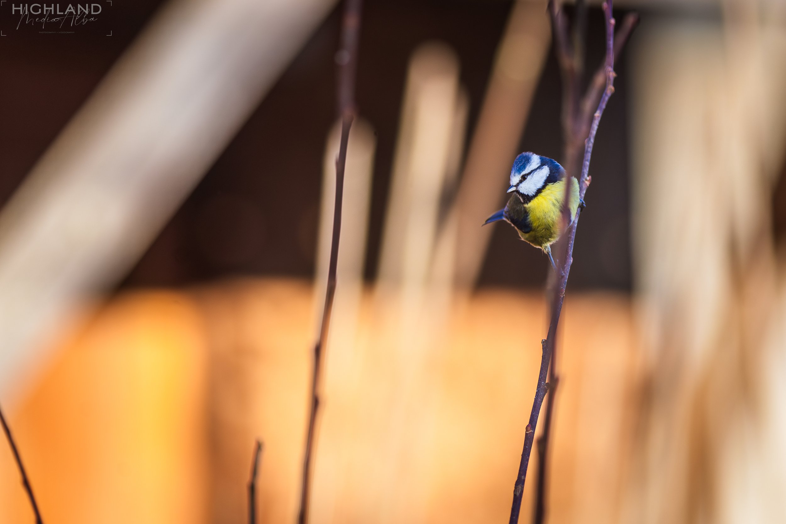 Bird-1.jpg