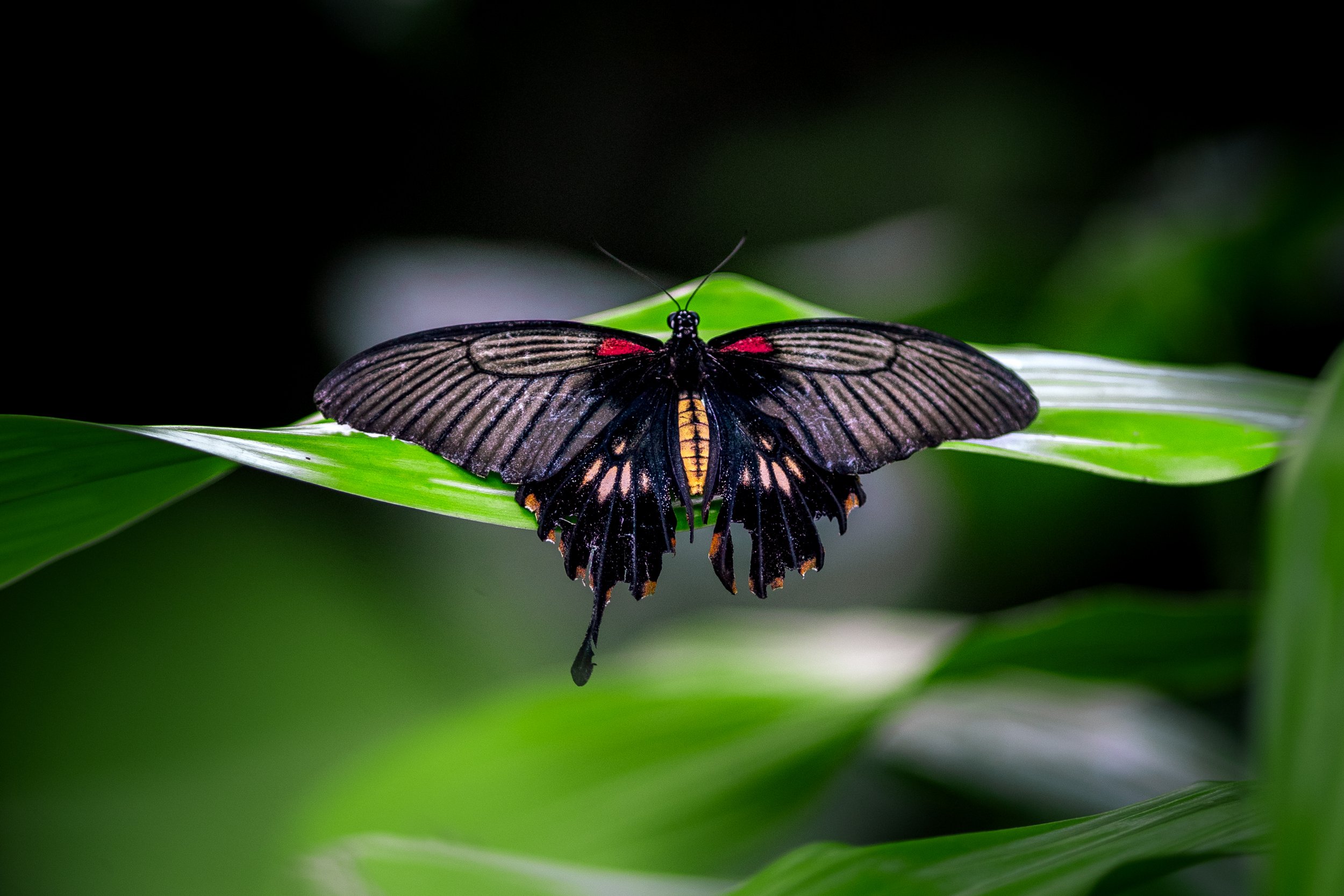 Wildlife-17.jpg
