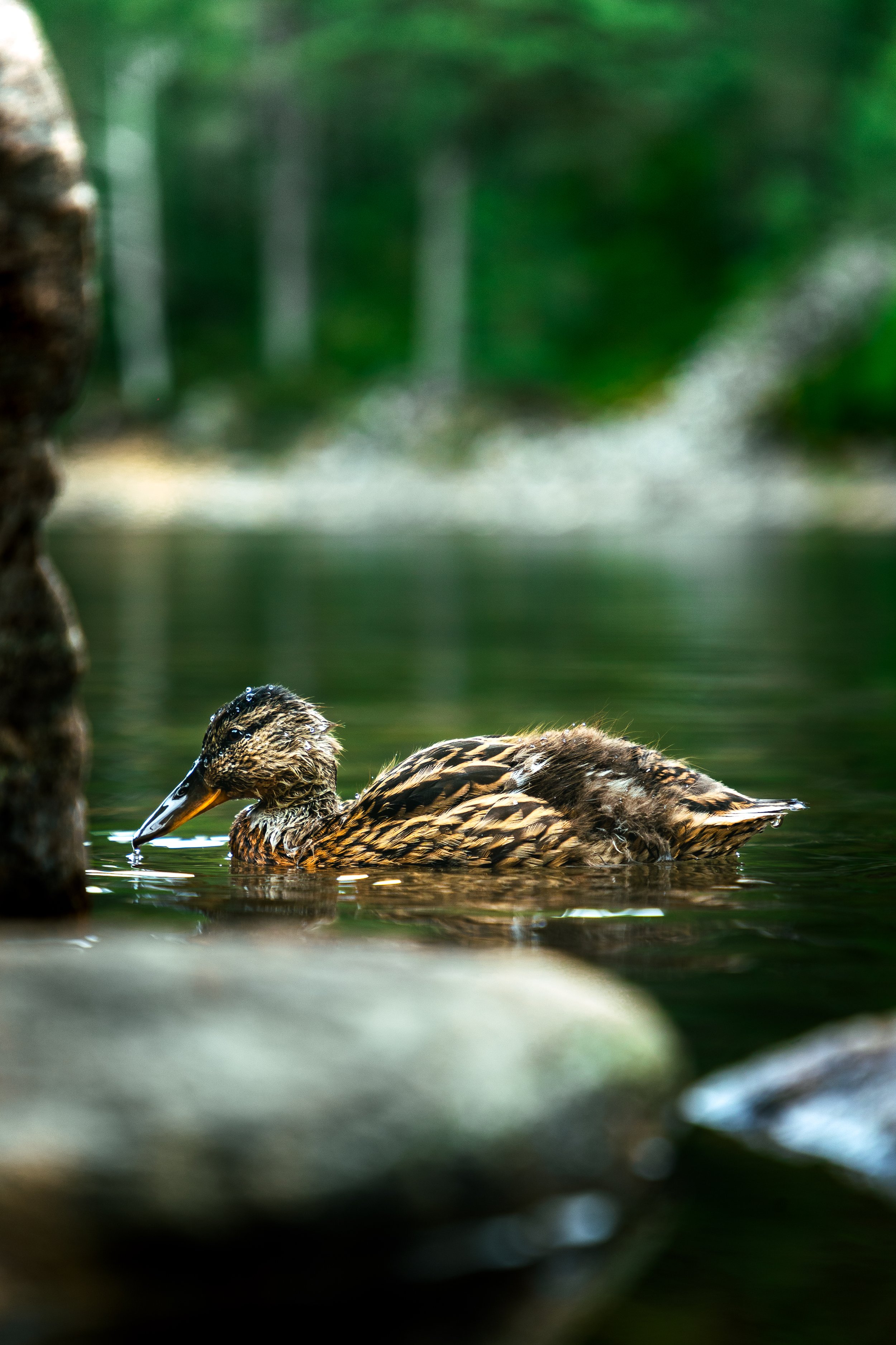 Wildlife.jpg