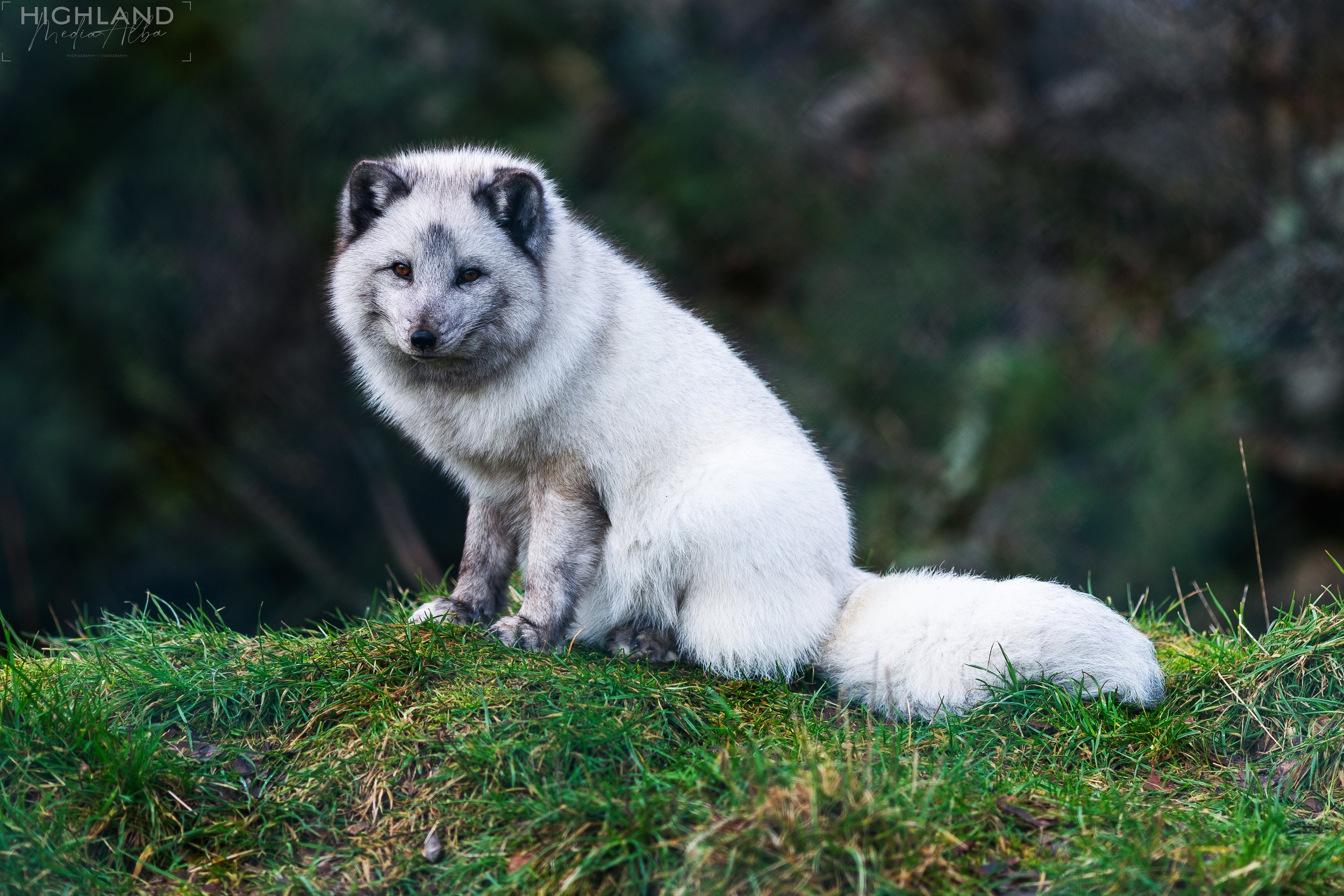 Wildlife-32.jpg