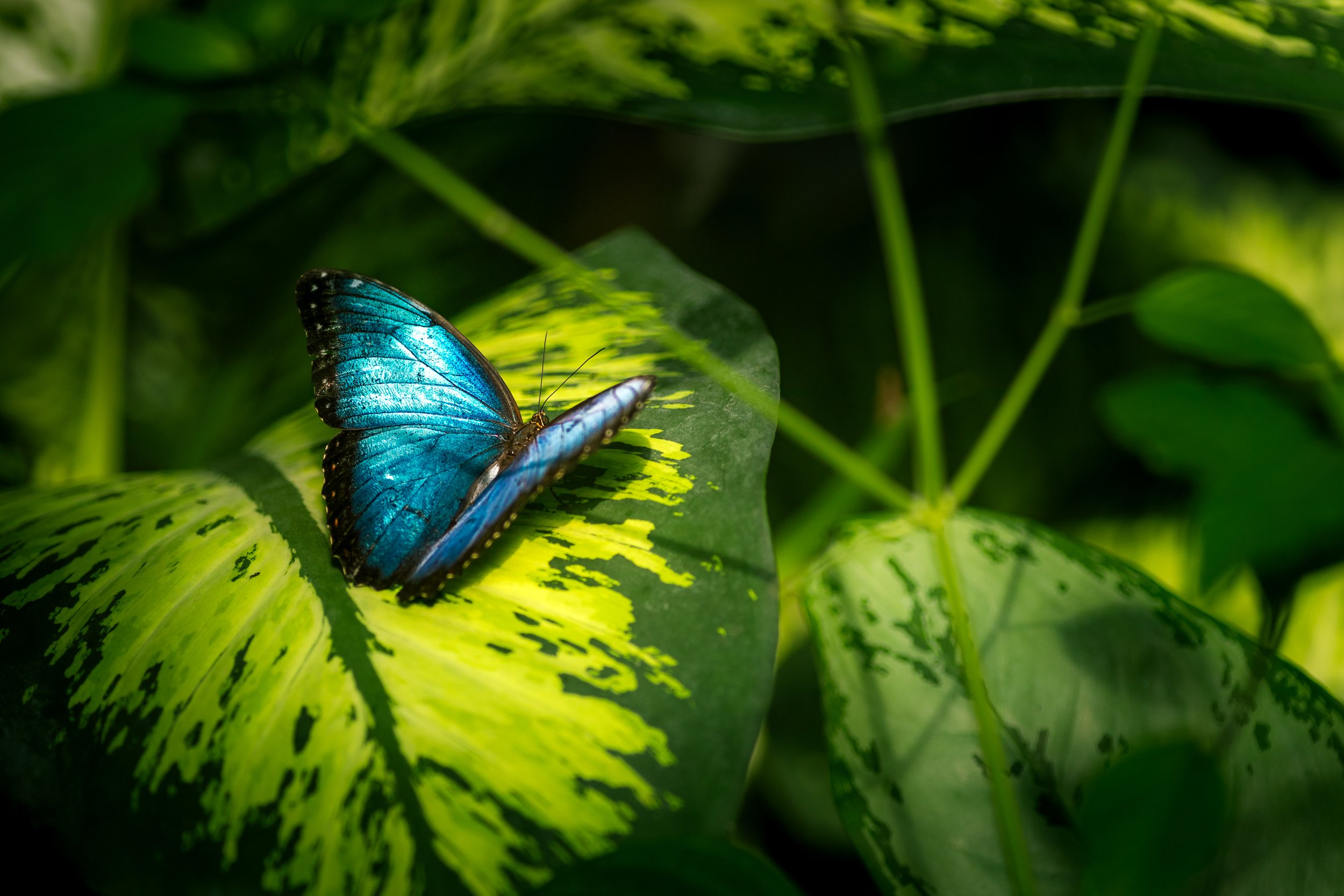 Wildlife-14.jpg