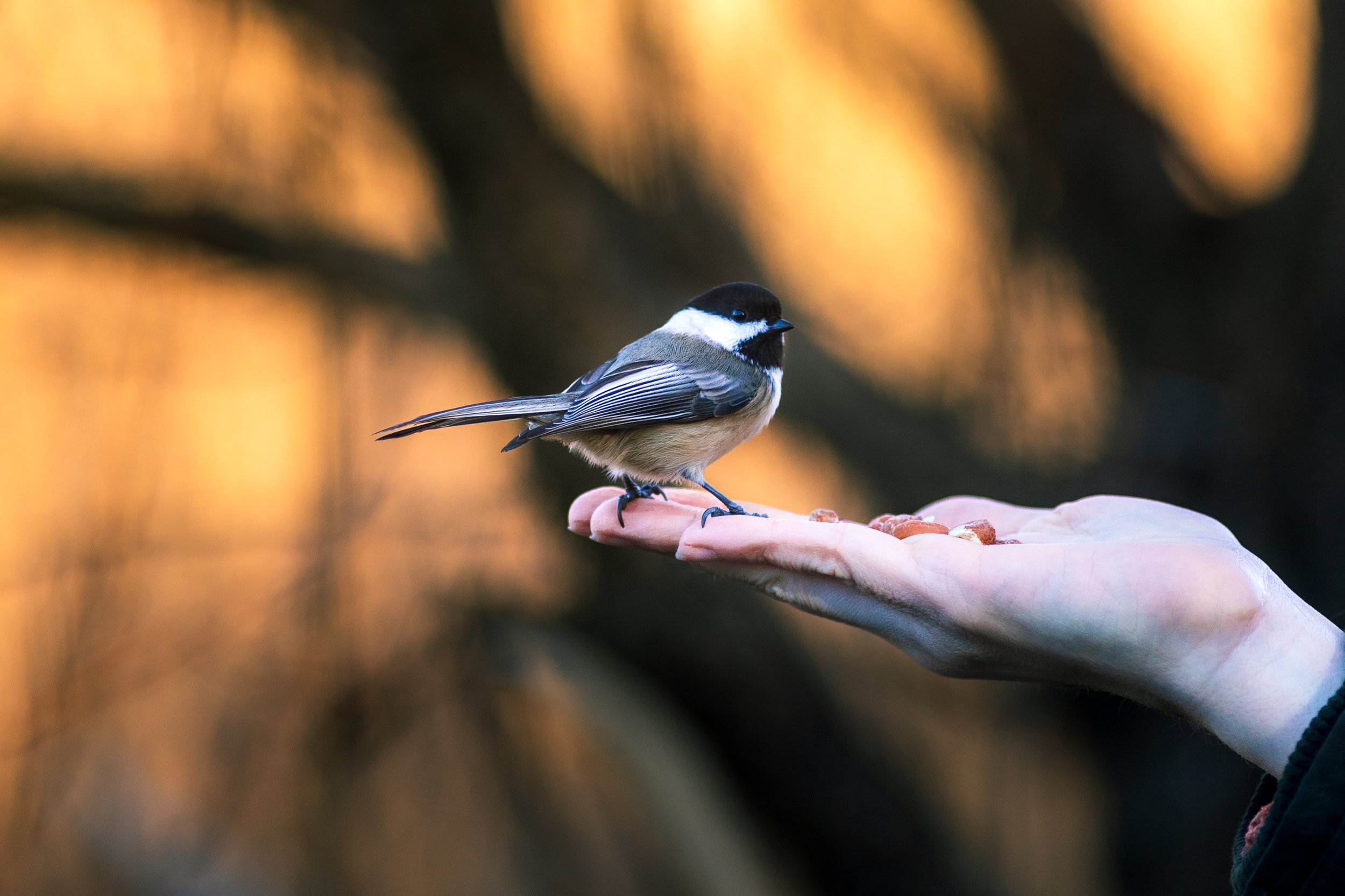 Wildlife-10.jpg