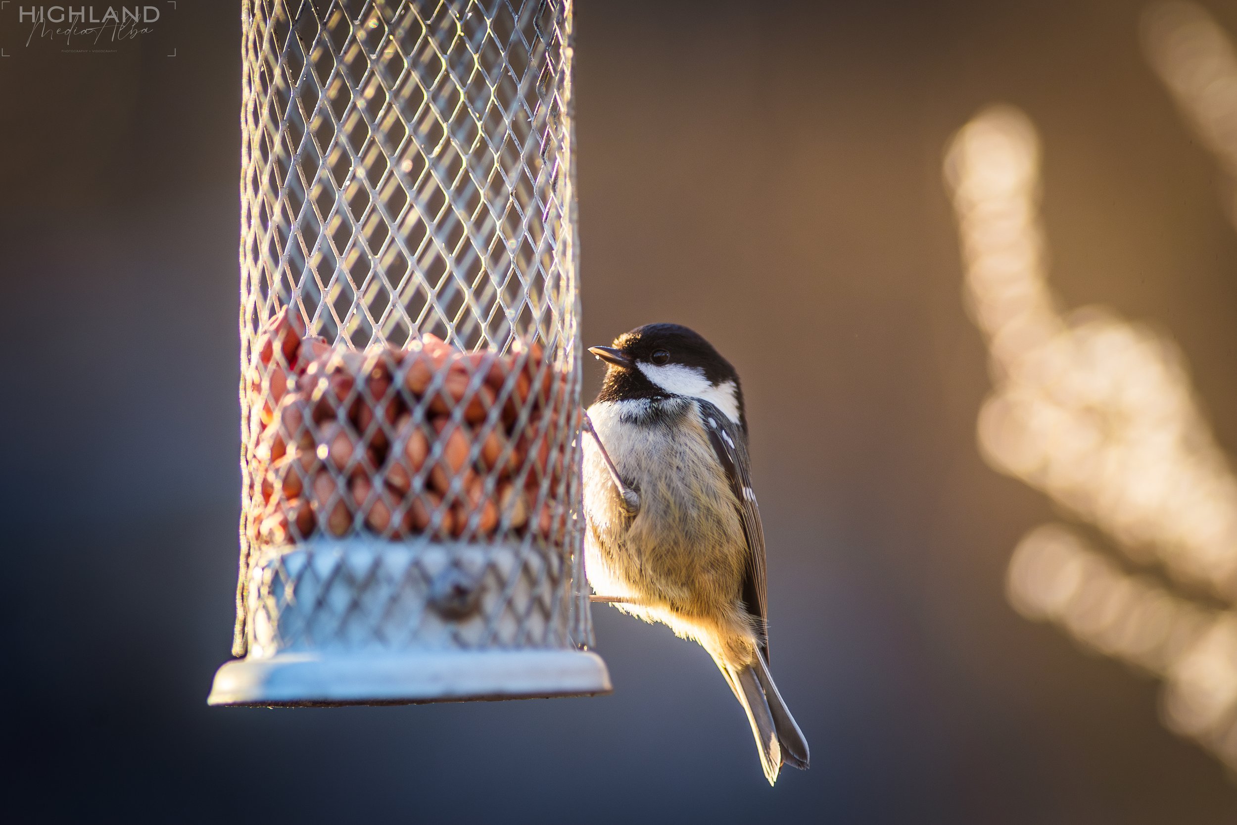 Bird-6.jpg
