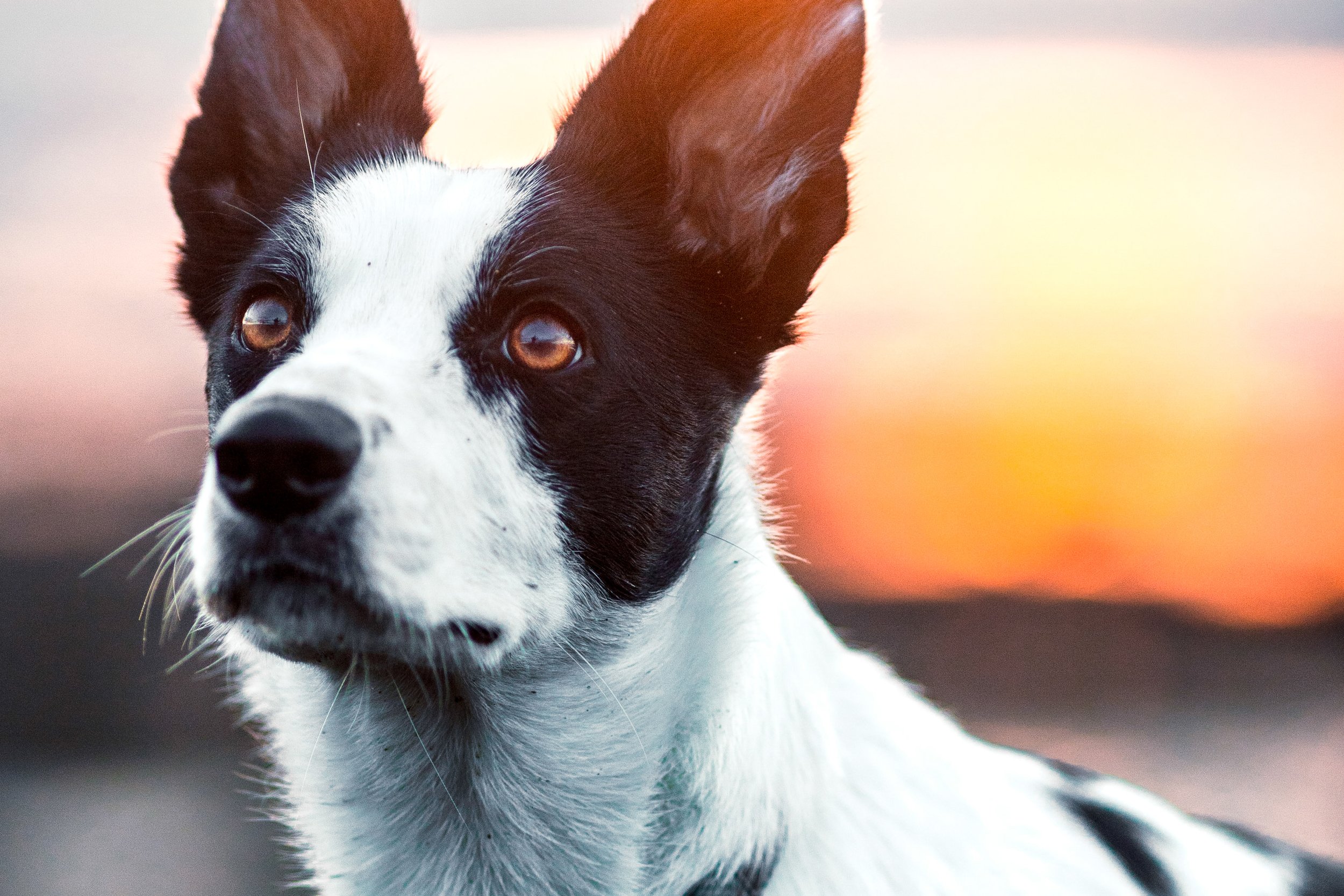 Pets-11.jpg