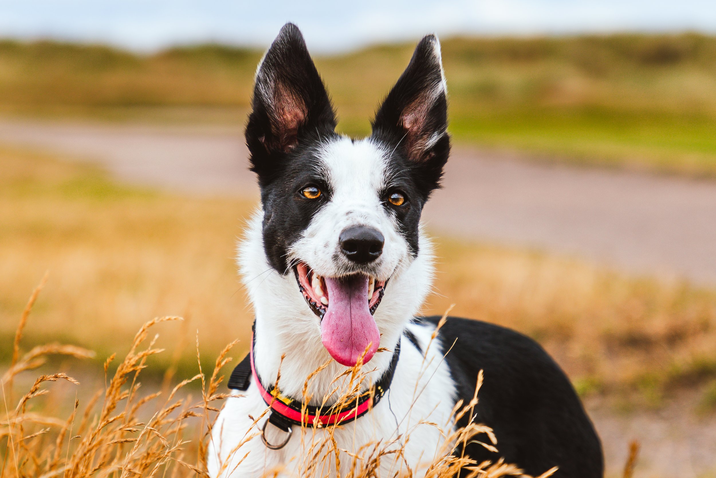 Pets-8.jpg
