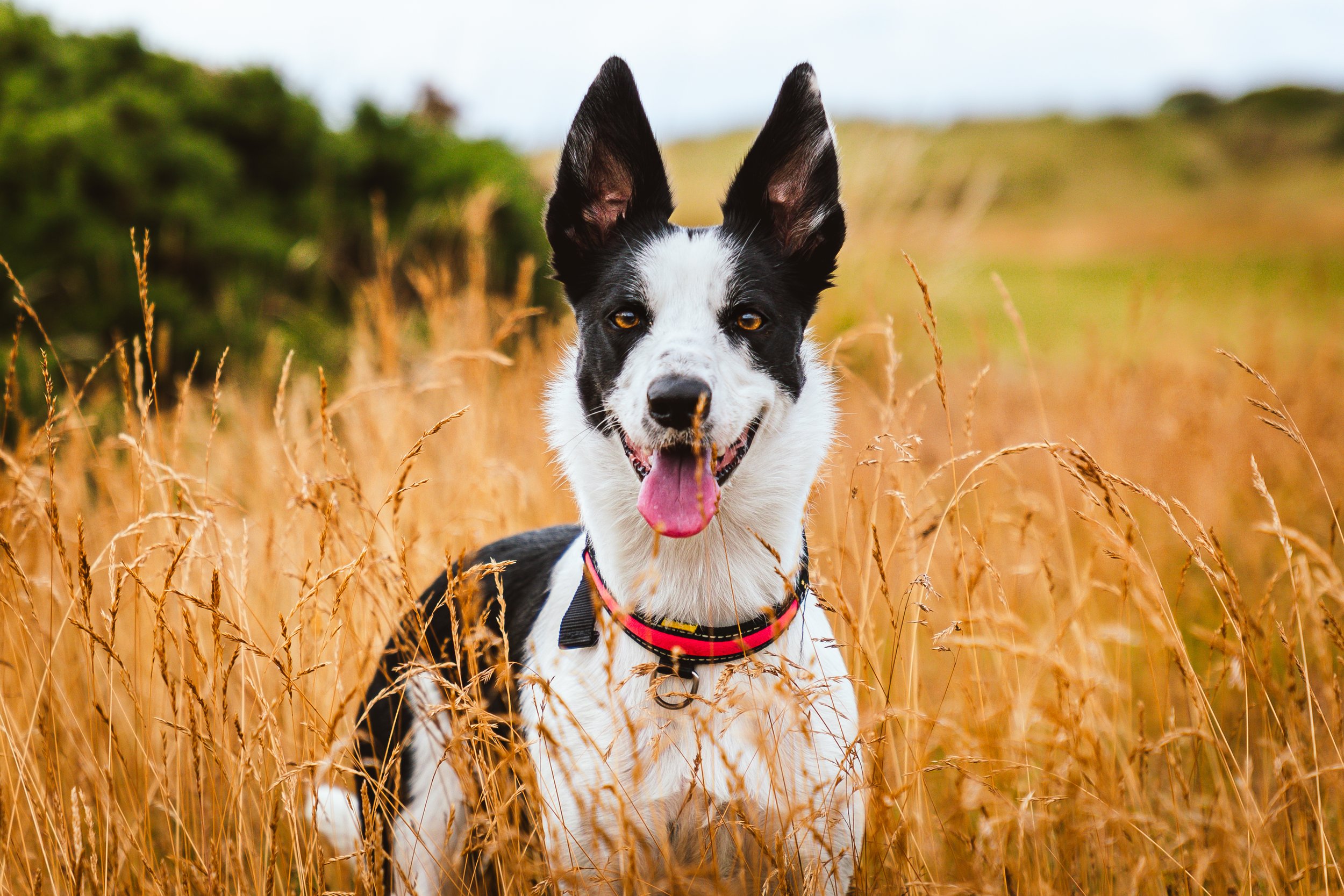 Pets-6.jpg