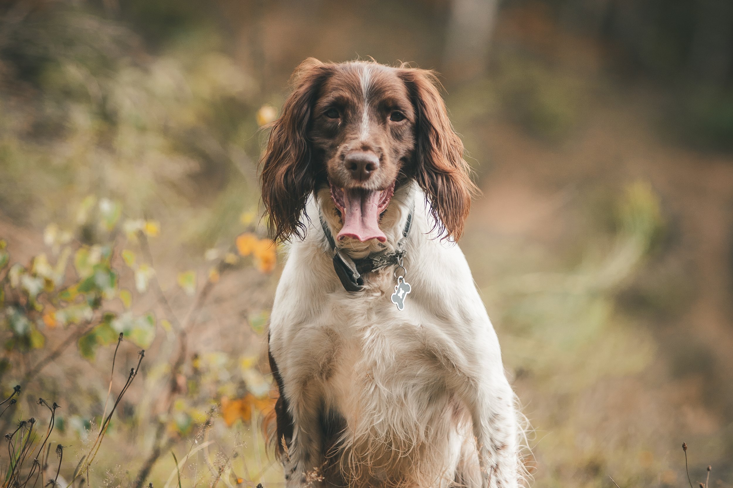 Pets-18.jpg