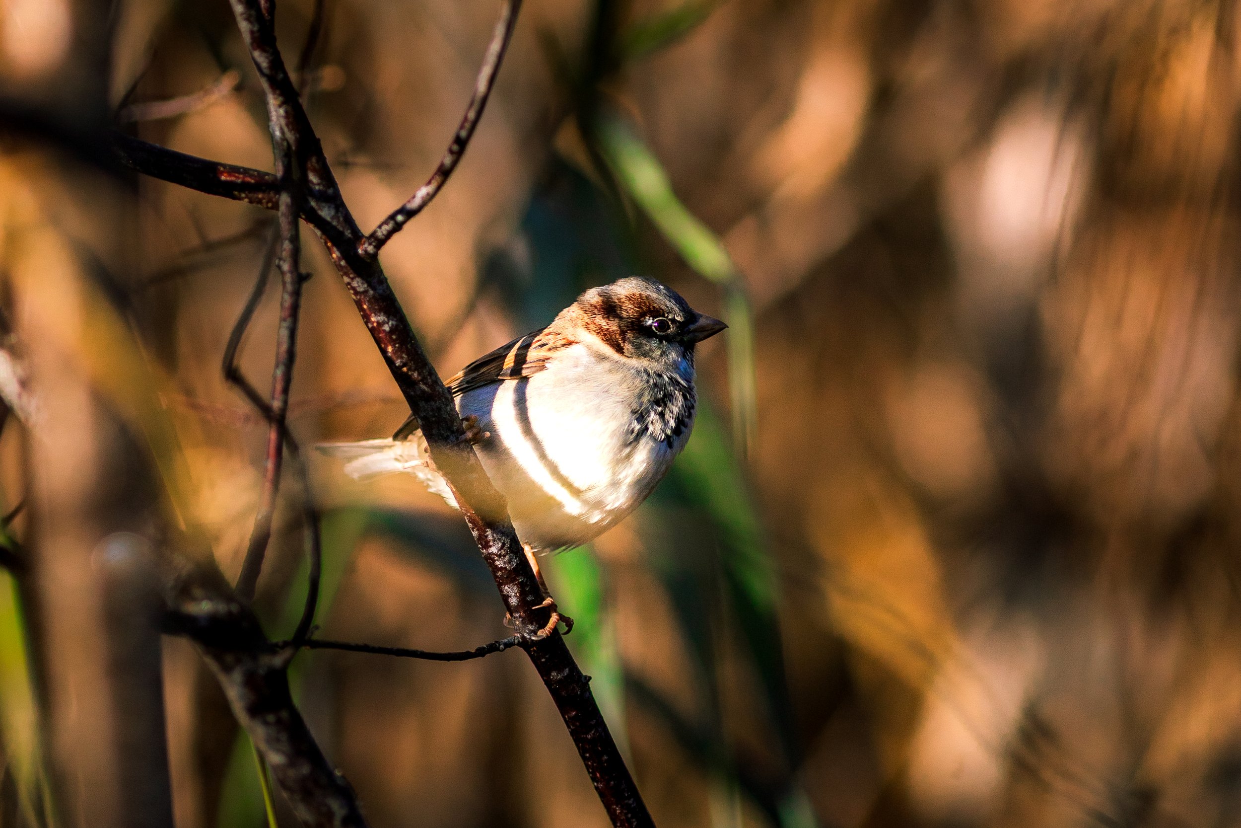 Wildlife-12.jpg