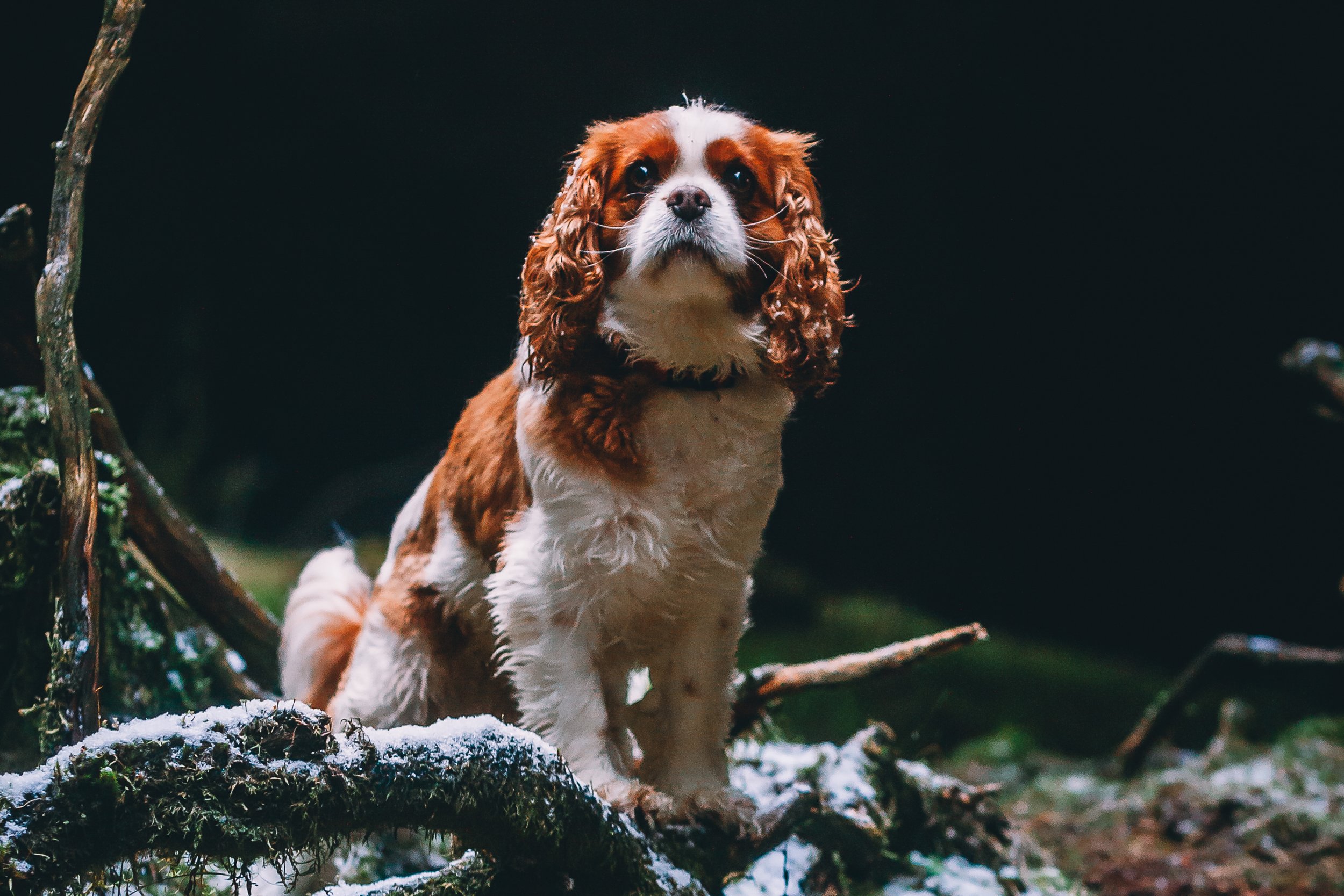 pet-1.jpg