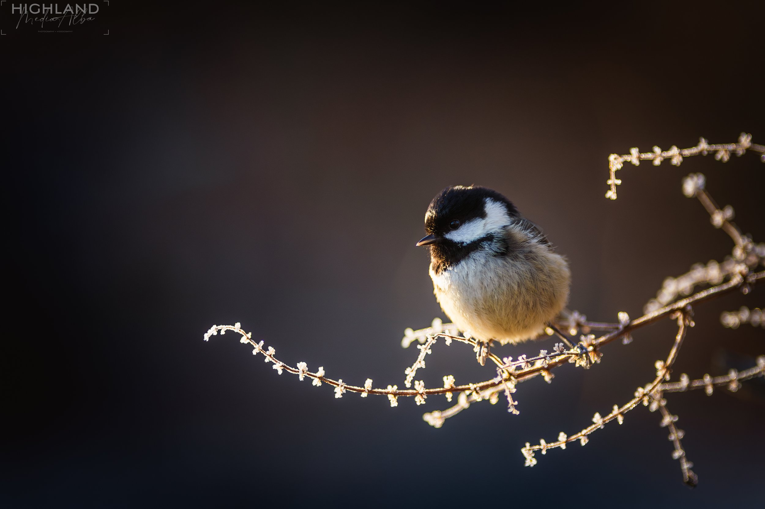 Bird-2.jpg