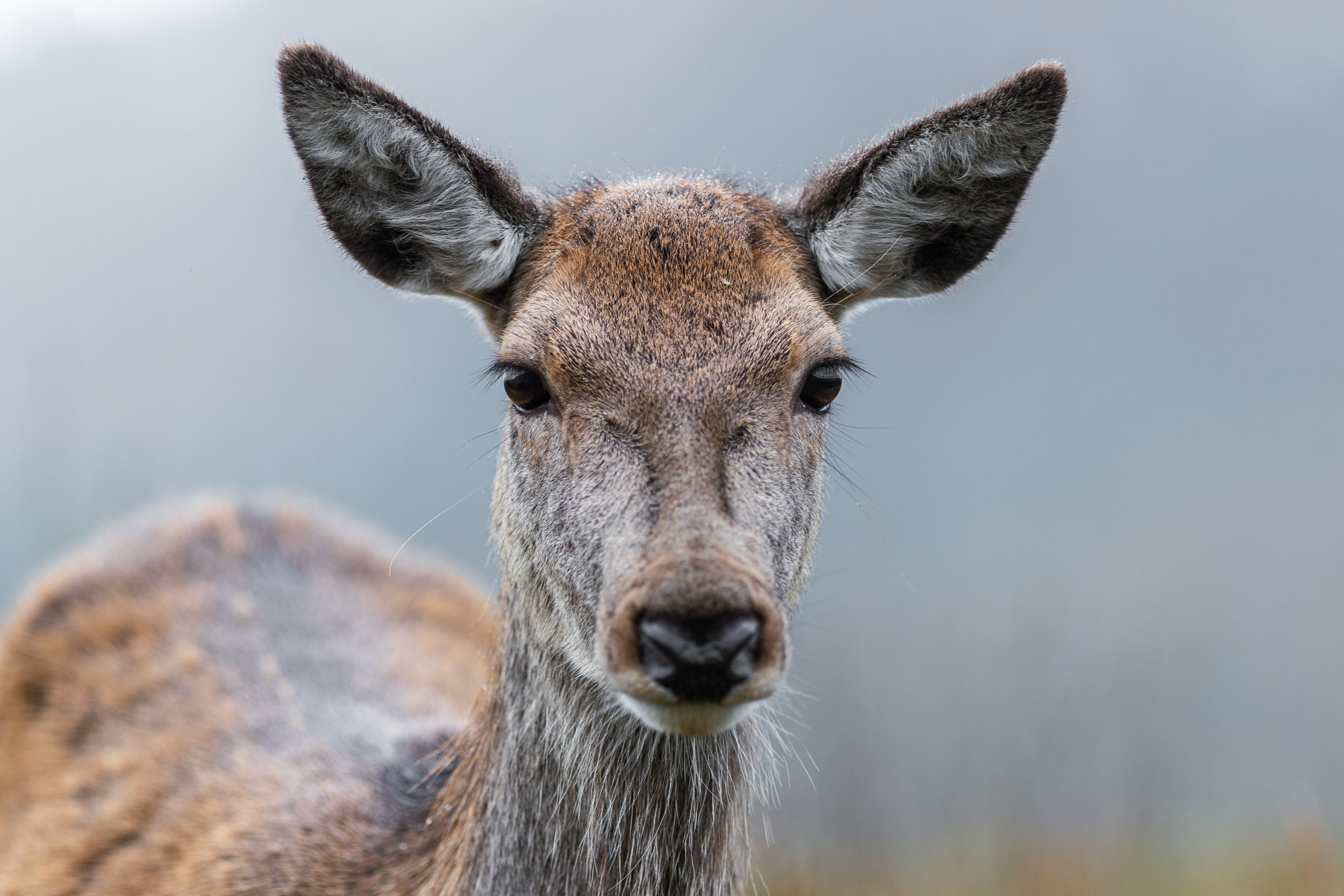 Wildlife-4.jpg