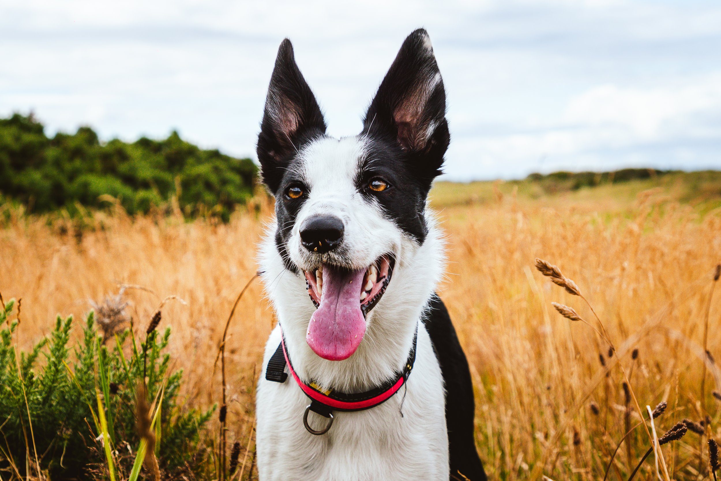 Pets-5.jpg