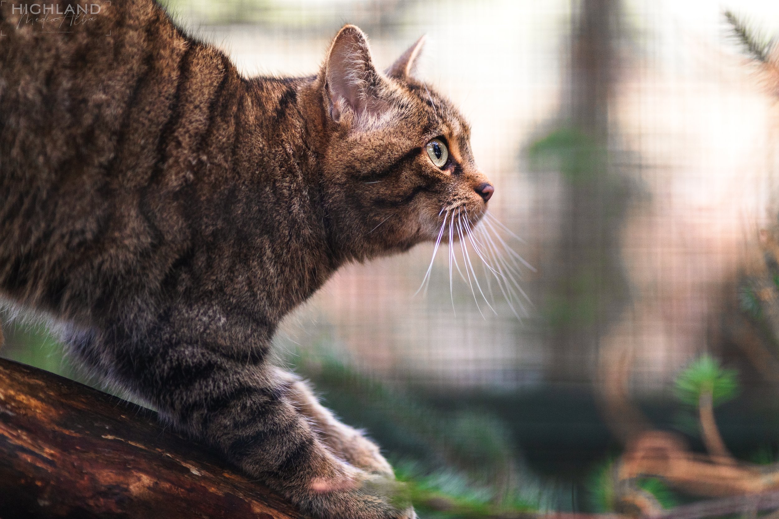 Wildlife-23.jpg