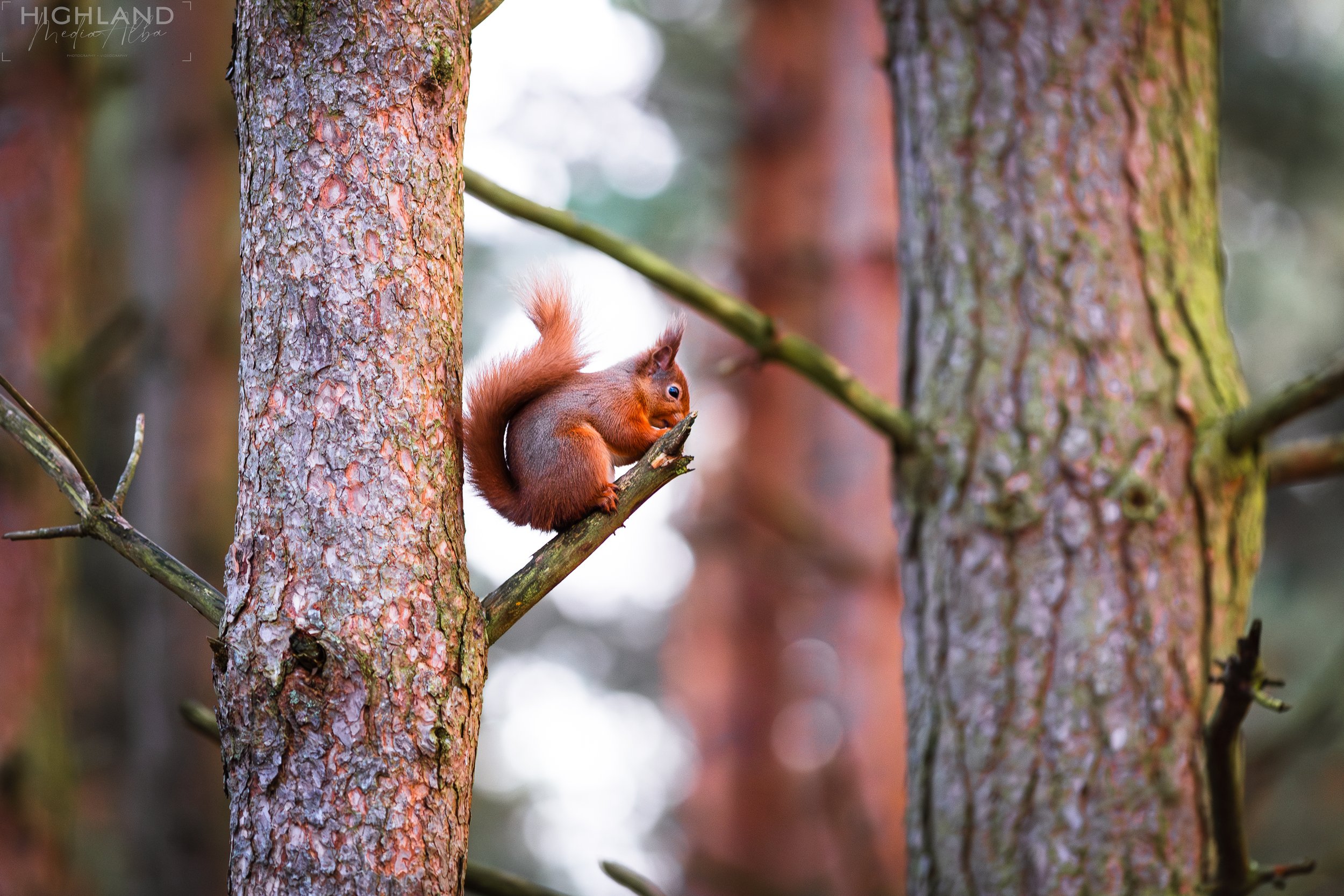Wildlife-54.jpg