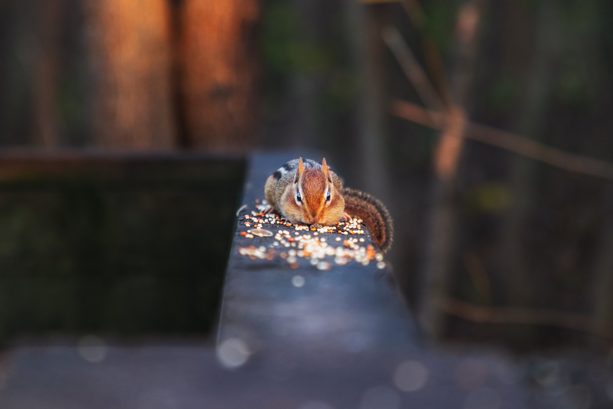 Wildlife-7.jpg