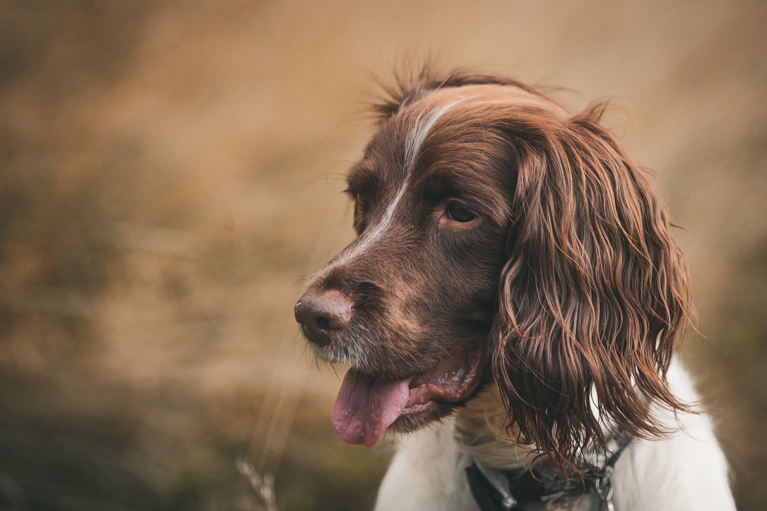 Pets-19.jpg