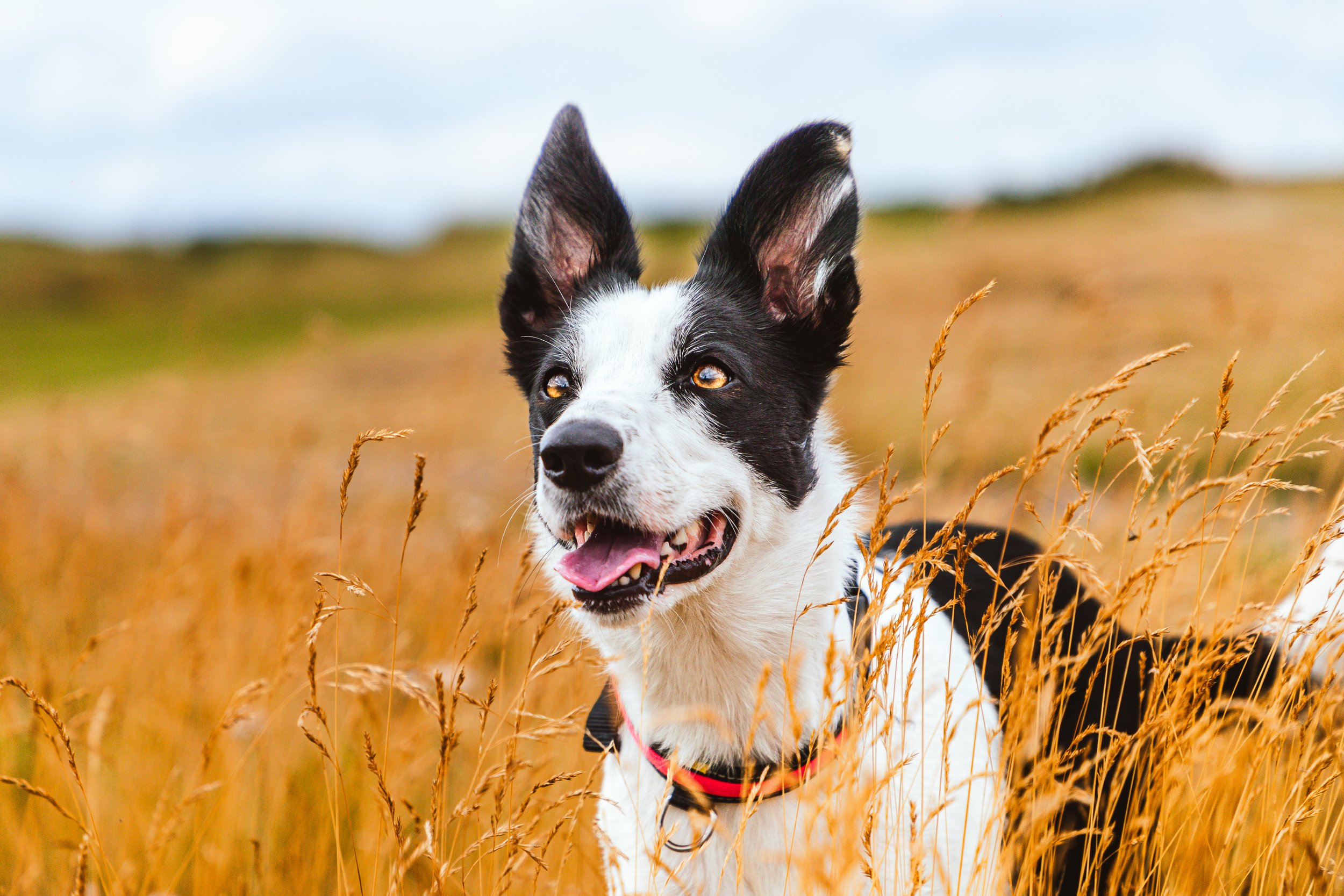 Pets-7.jpg