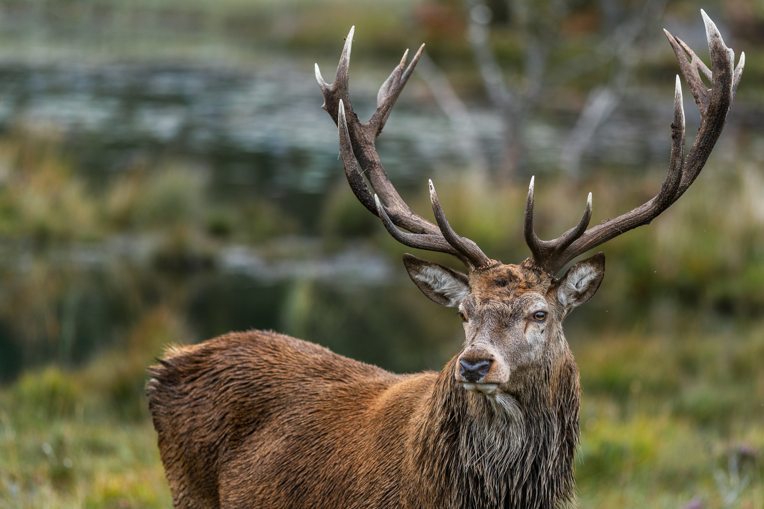 Wildlife-2.jpg