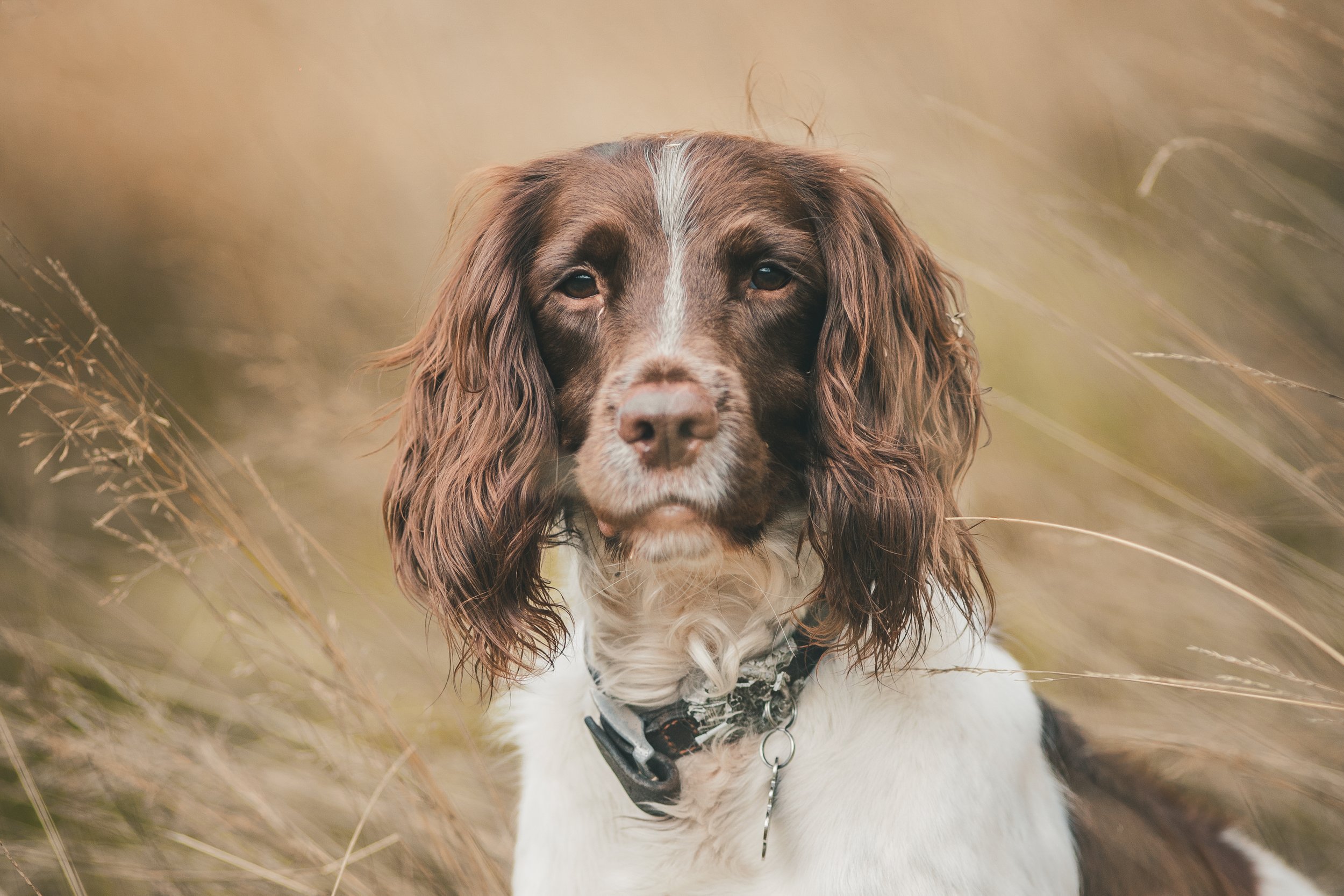 Pets-20.jpg